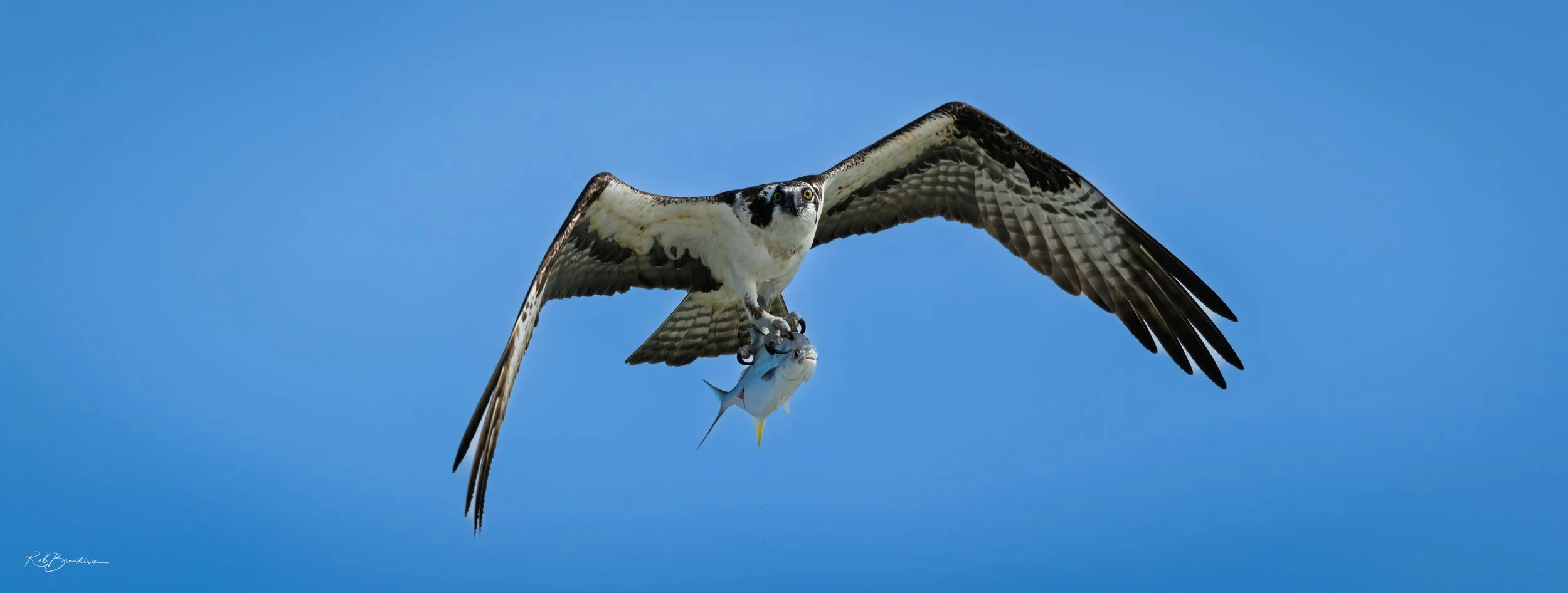 Osprey Dinner