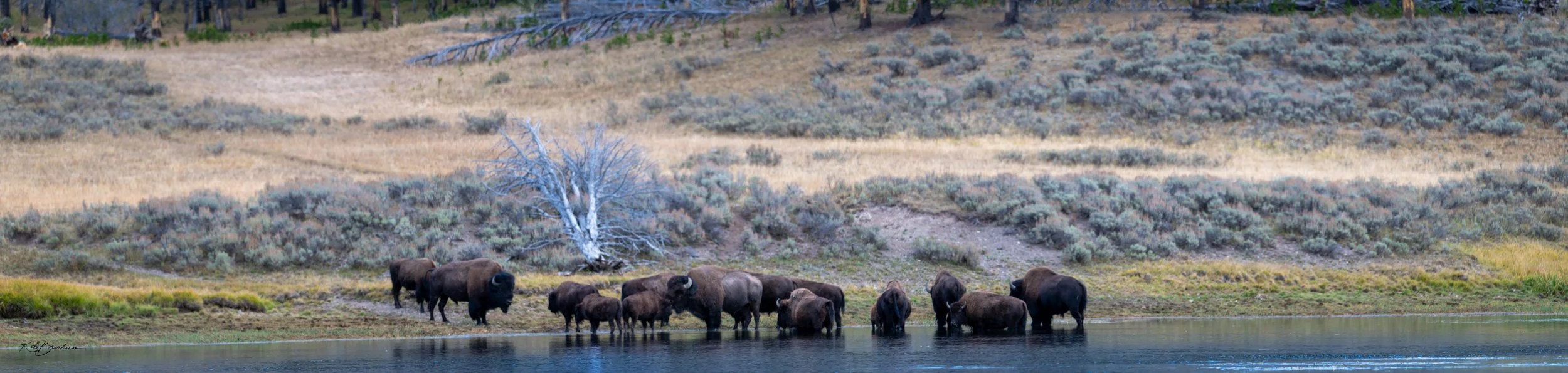 Group of bison standing at the edge of a lake with dry grass and shrubs in the background, and leafless trees on the hillside.