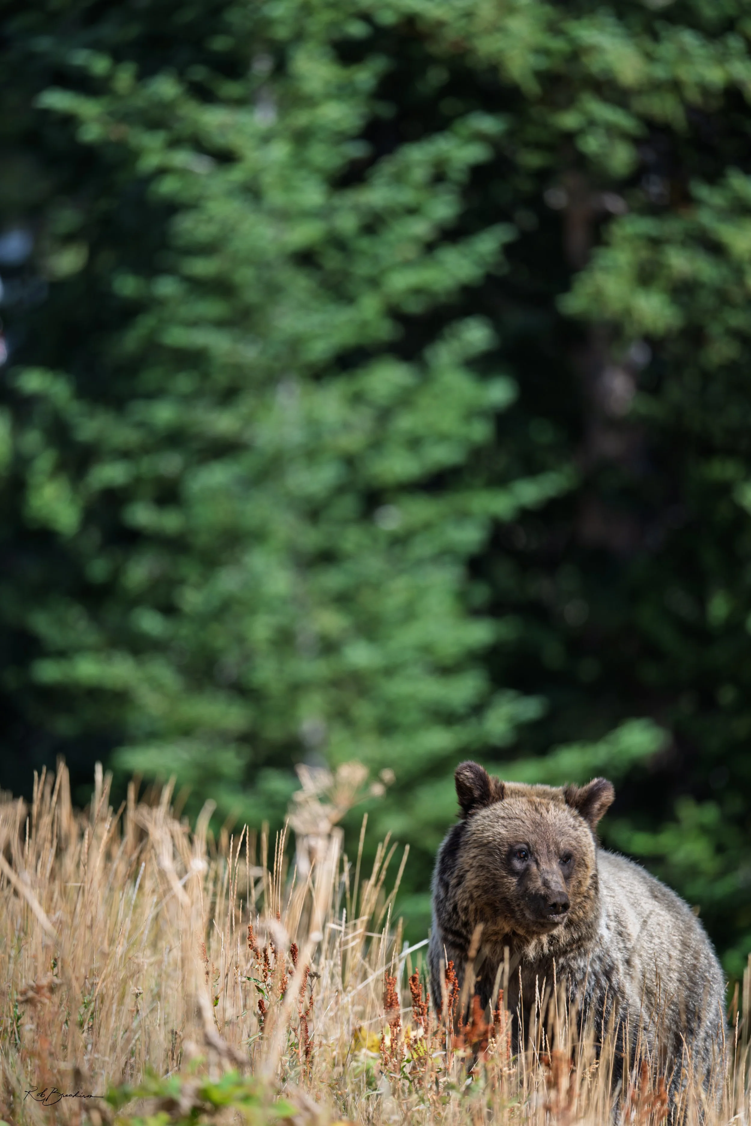A grizzly bear sitting in a grassy meadow surrounded by trees.