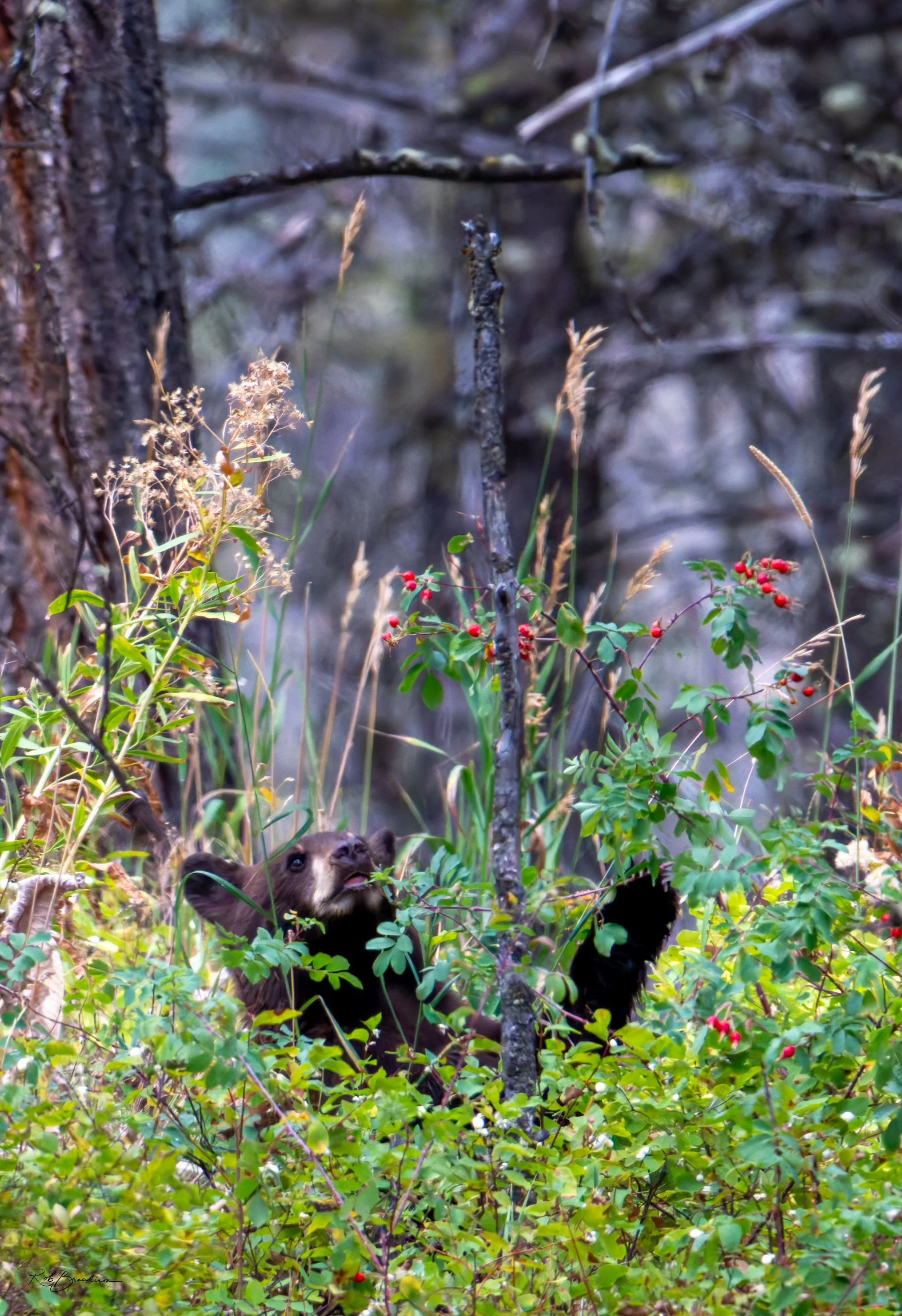 A bear cub peeks through bushes with green leaves and red berries in a forest.