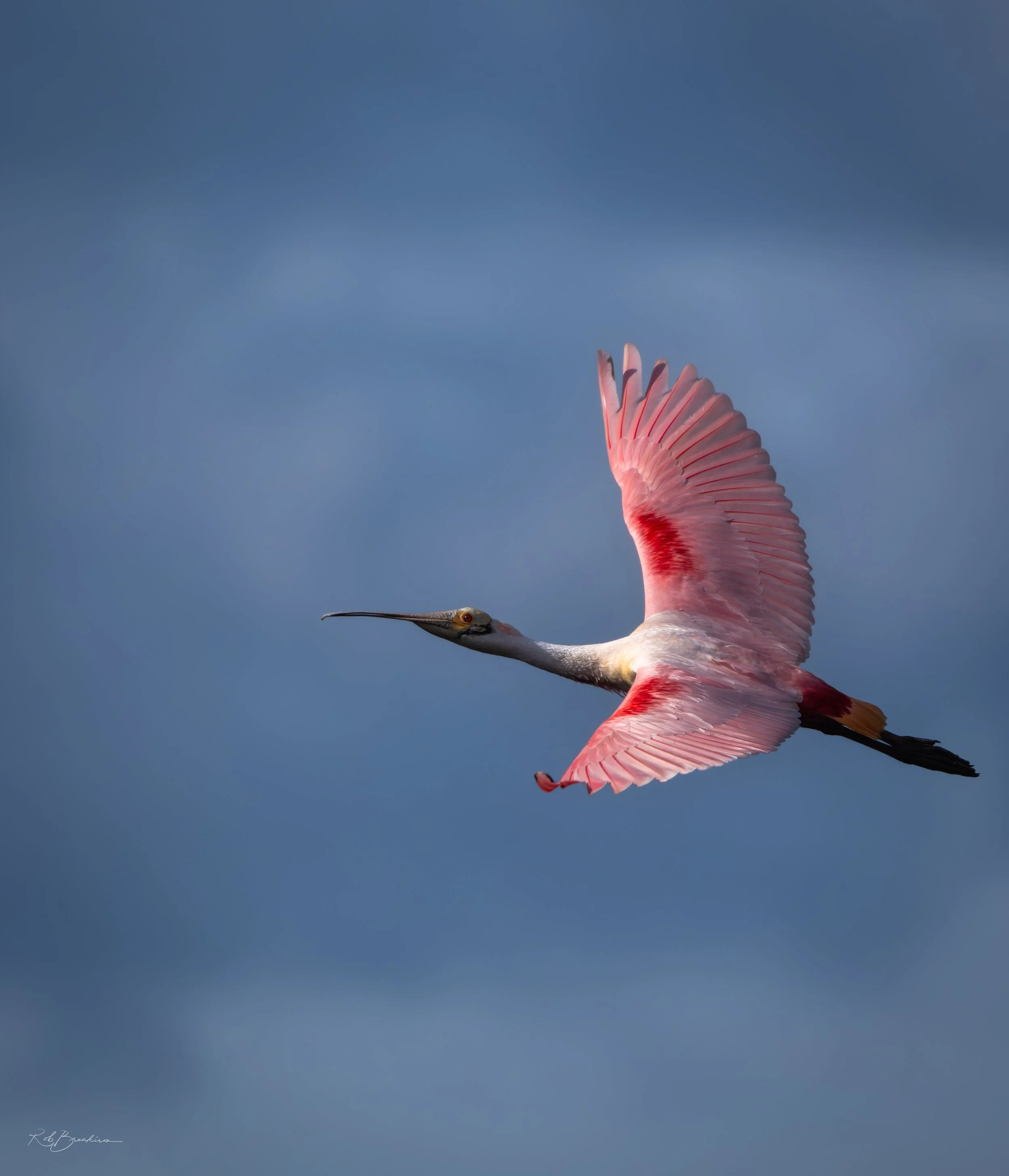 Roseate Spoonbill Flying 
