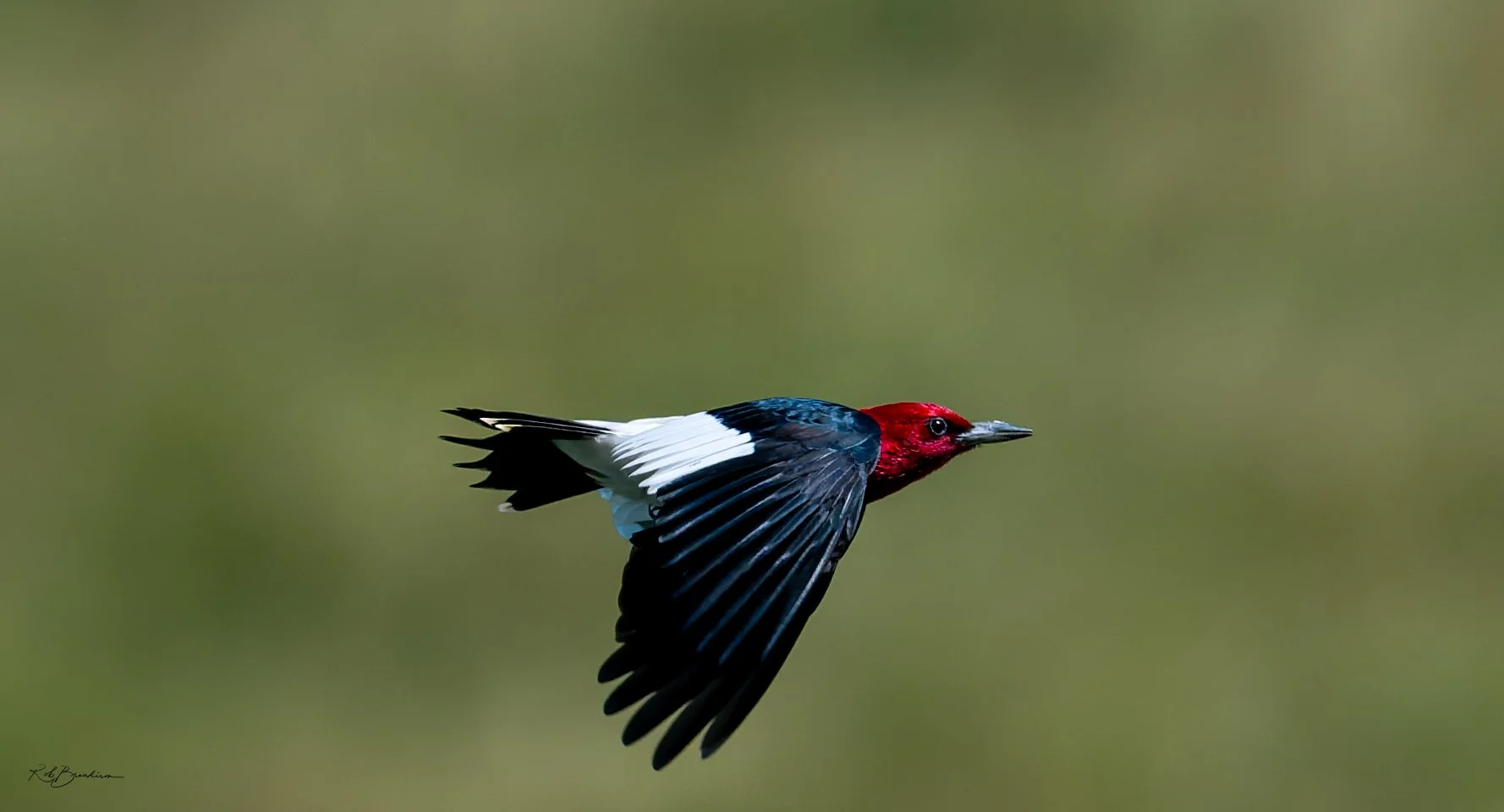 A colorful bird flying with a blurred green background.
