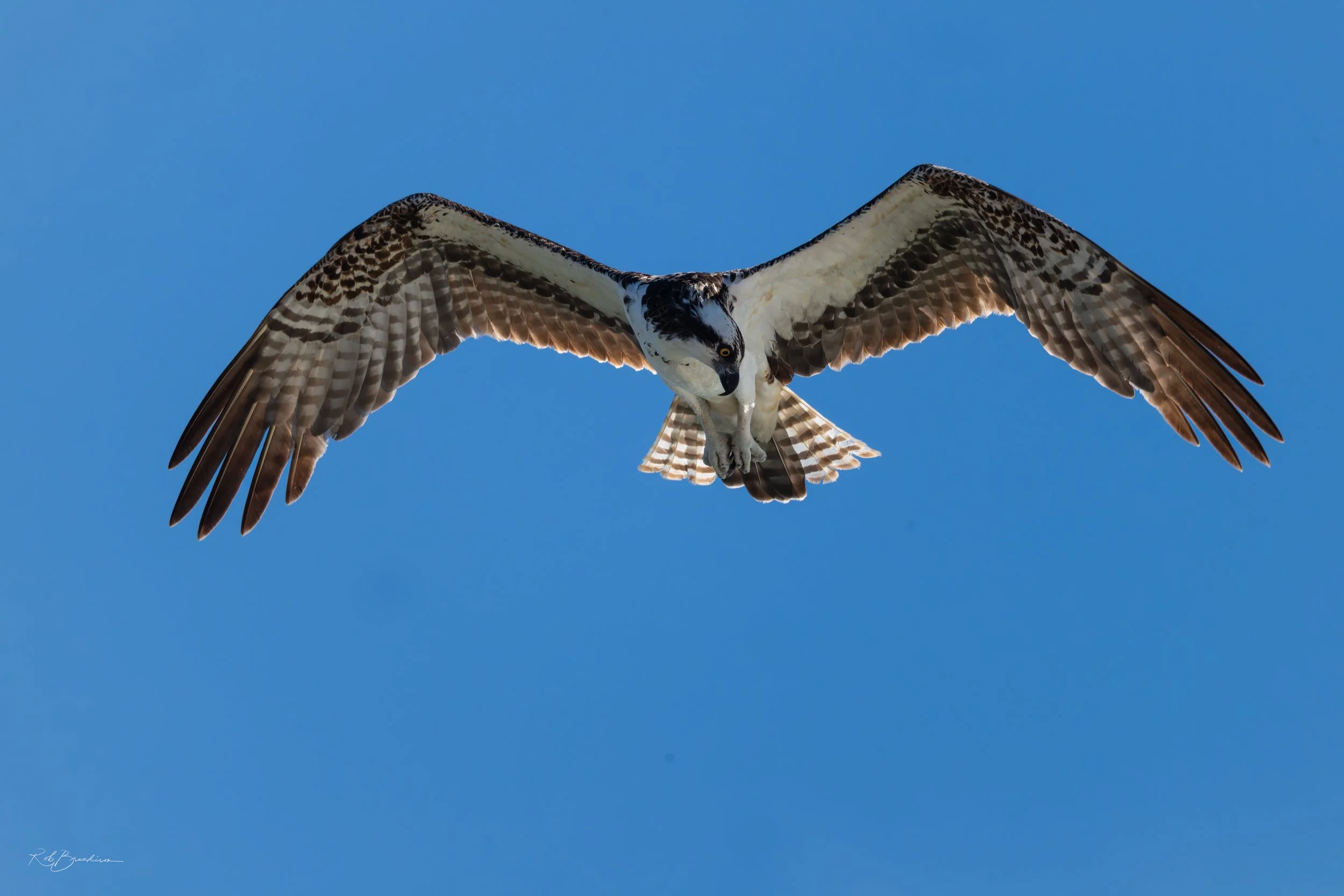 Osprey Hunting