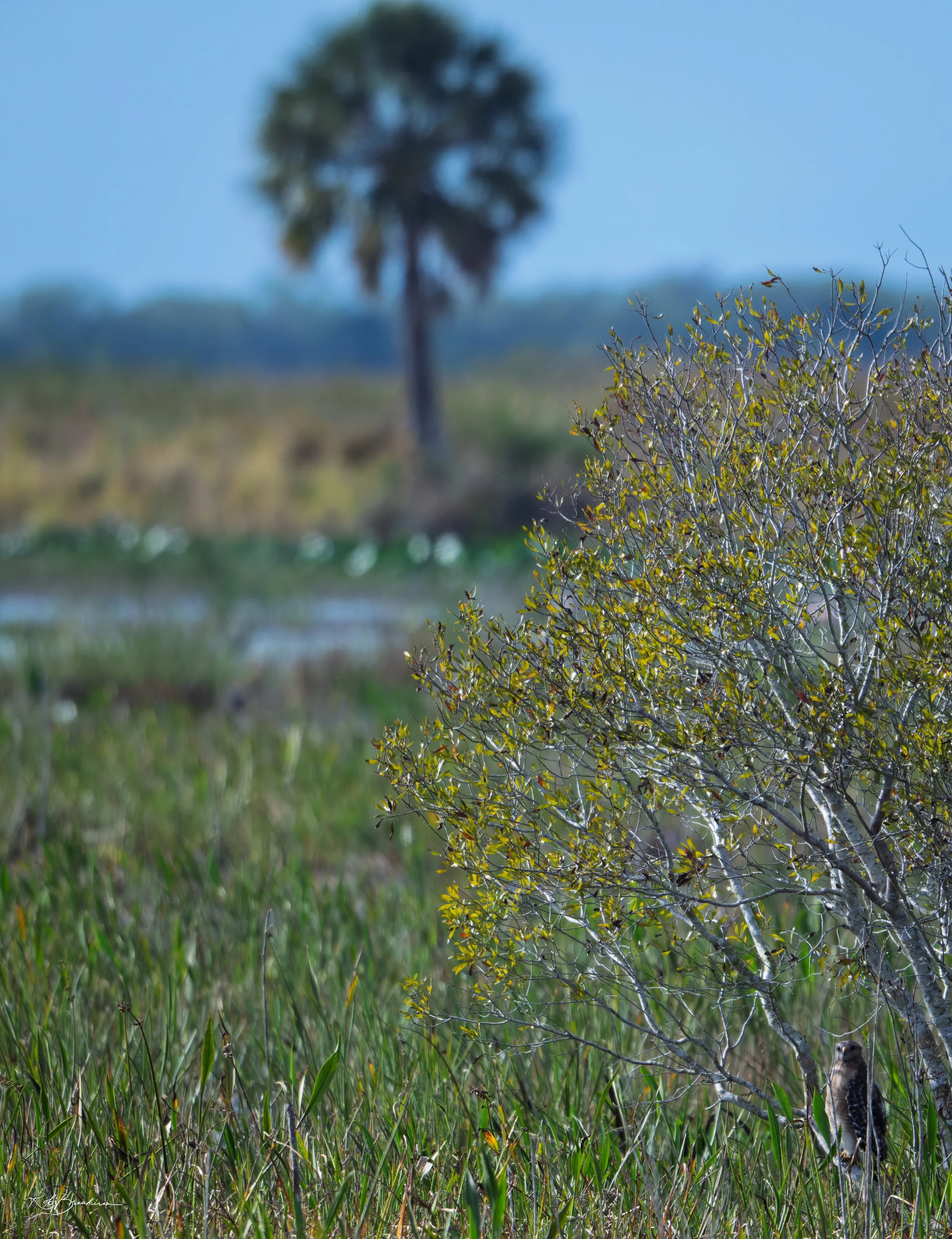 Coopers Hawk in Hiding