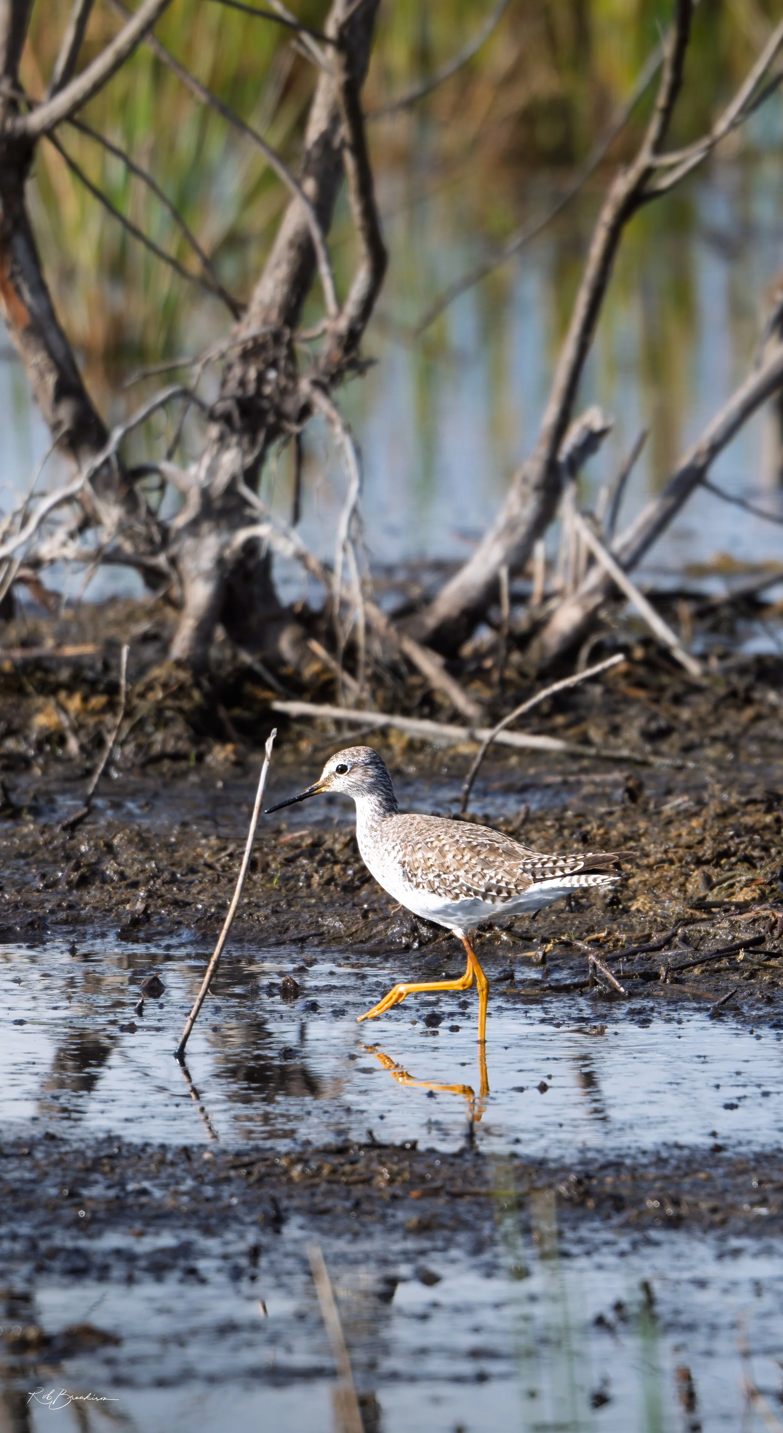 Lesser Yellowleg Walking