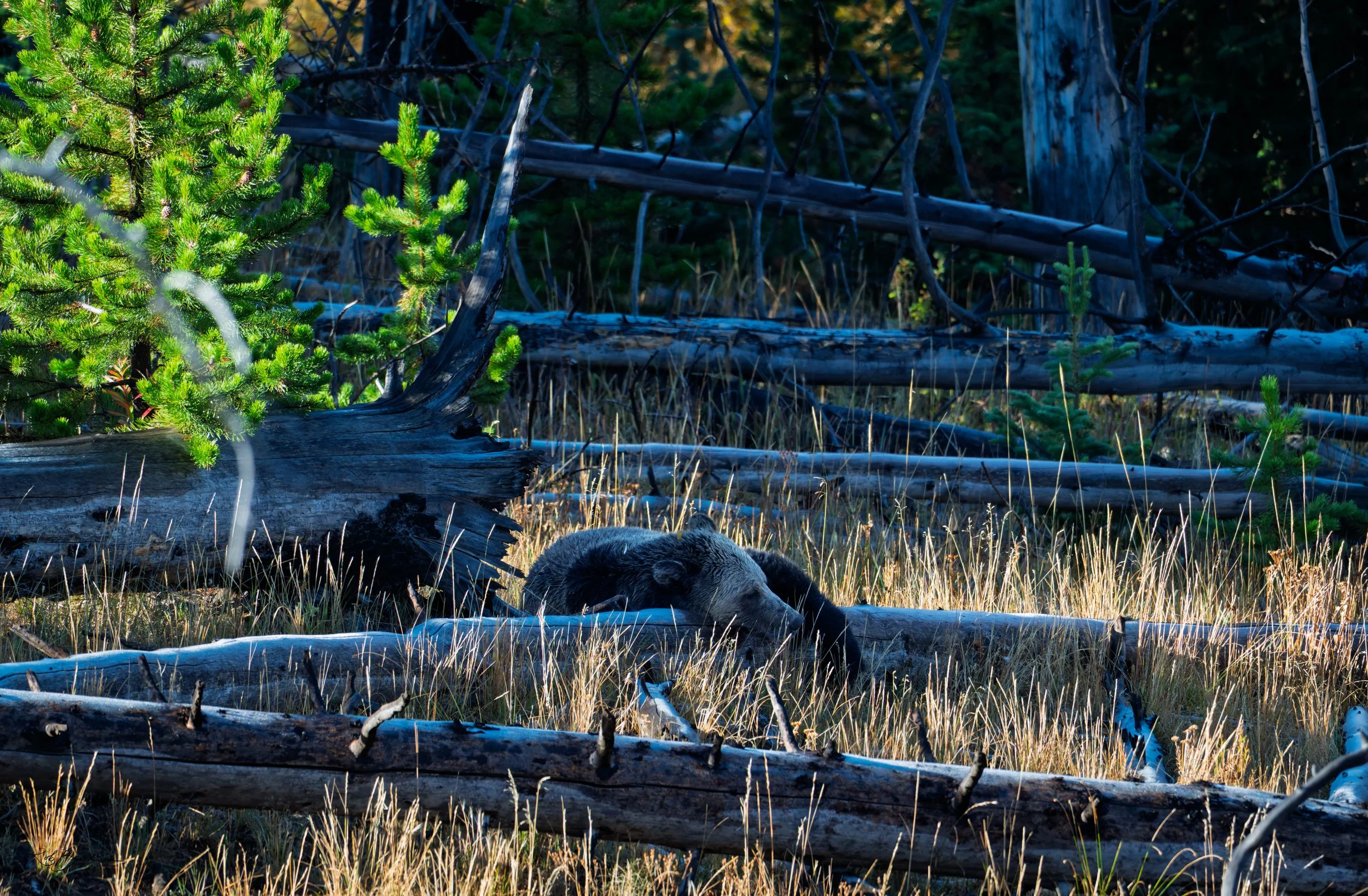 A bear lying in a forest with fallen logs, green trees, and dry grass, illuminated by natural light.