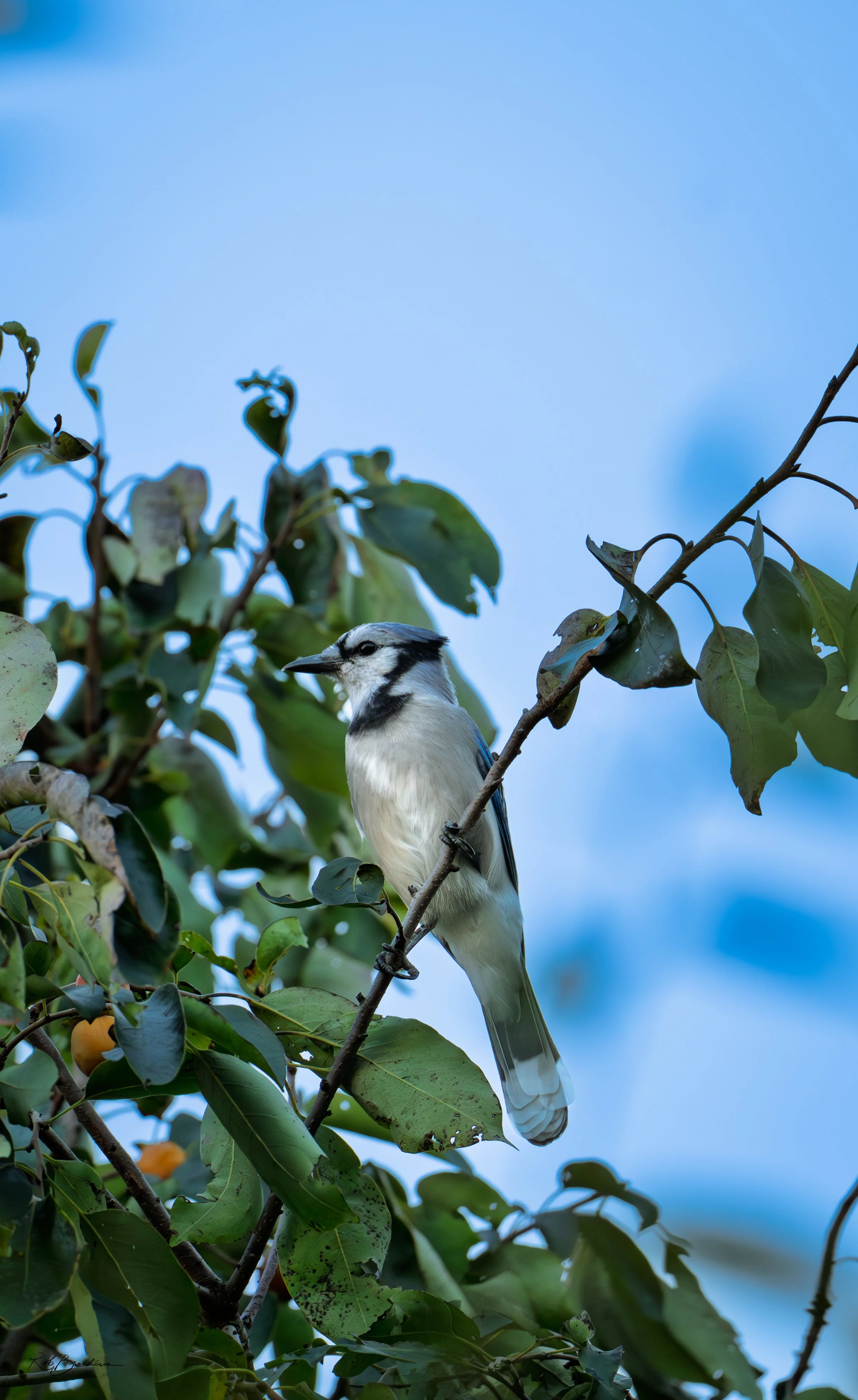 A blue jay perched on a branch surrounded by green leaves against a bright blue sky.