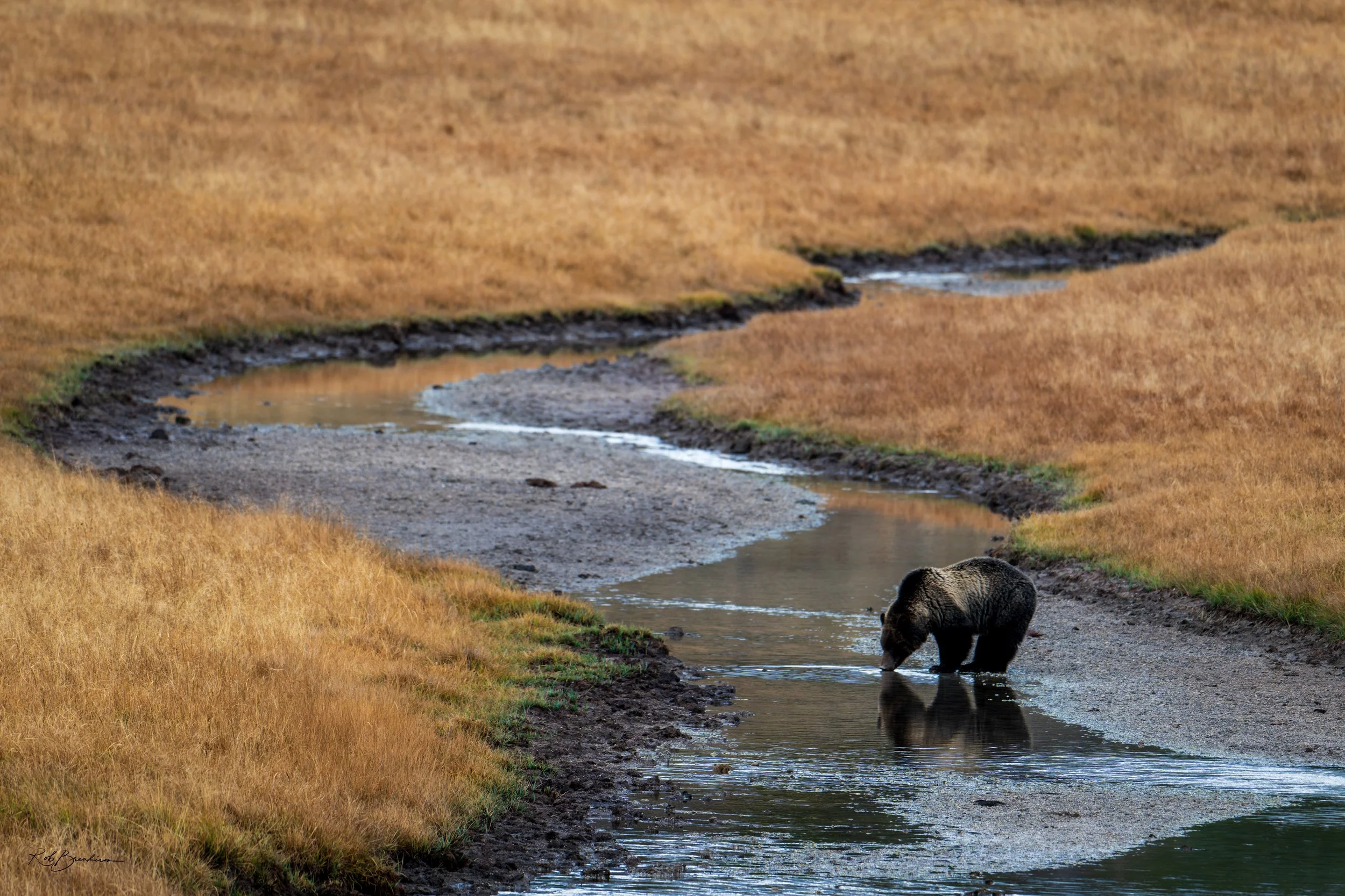 A bear standing in a shallow creek in a grassy field with rolling hills in the background.
