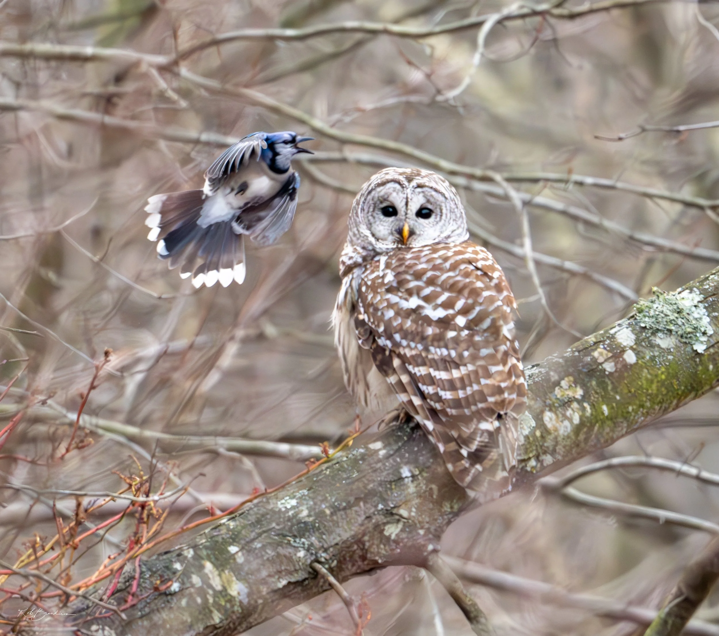 Barred Owl Harassed by Blue Jay