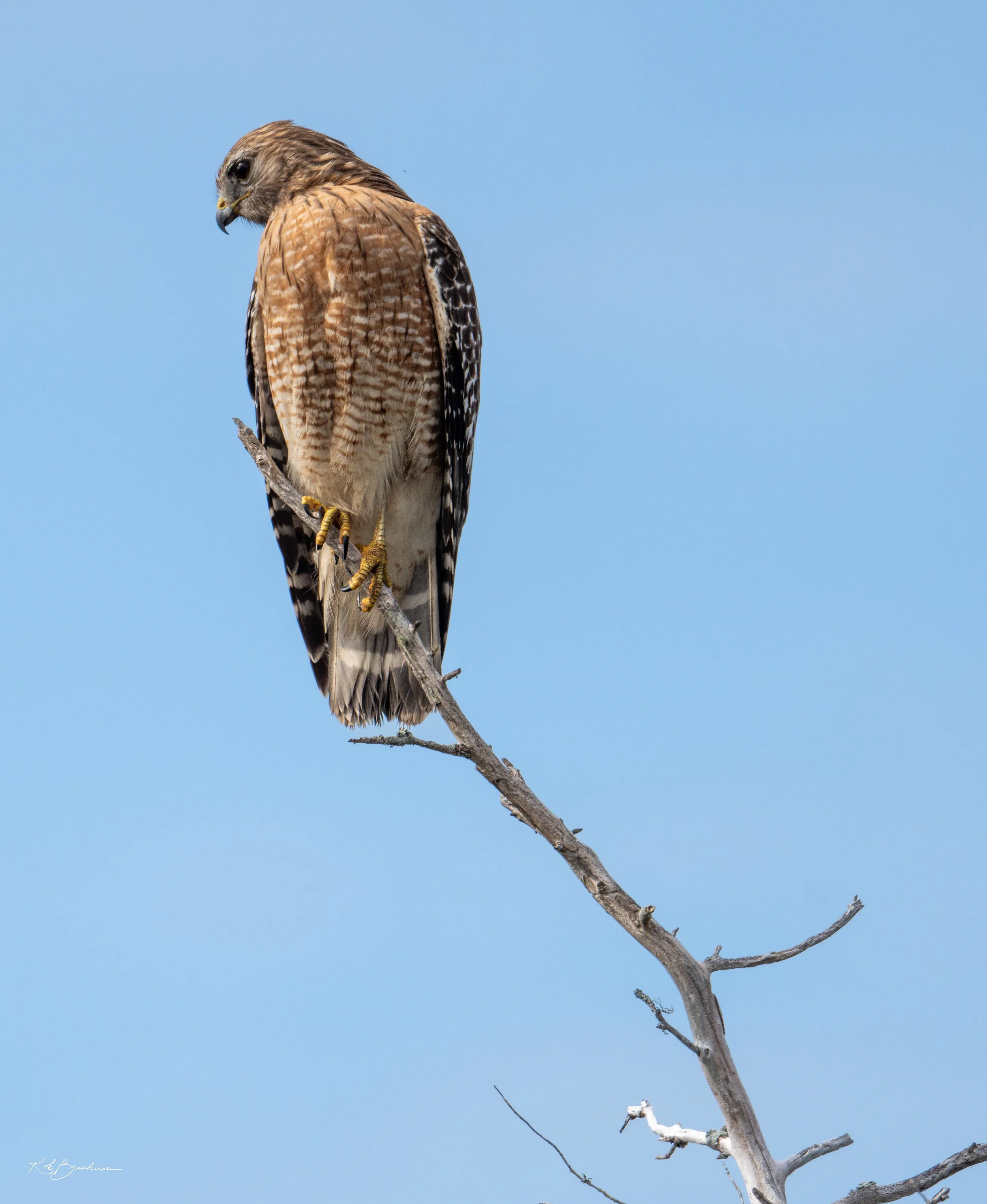 Coopers Hawk Perched