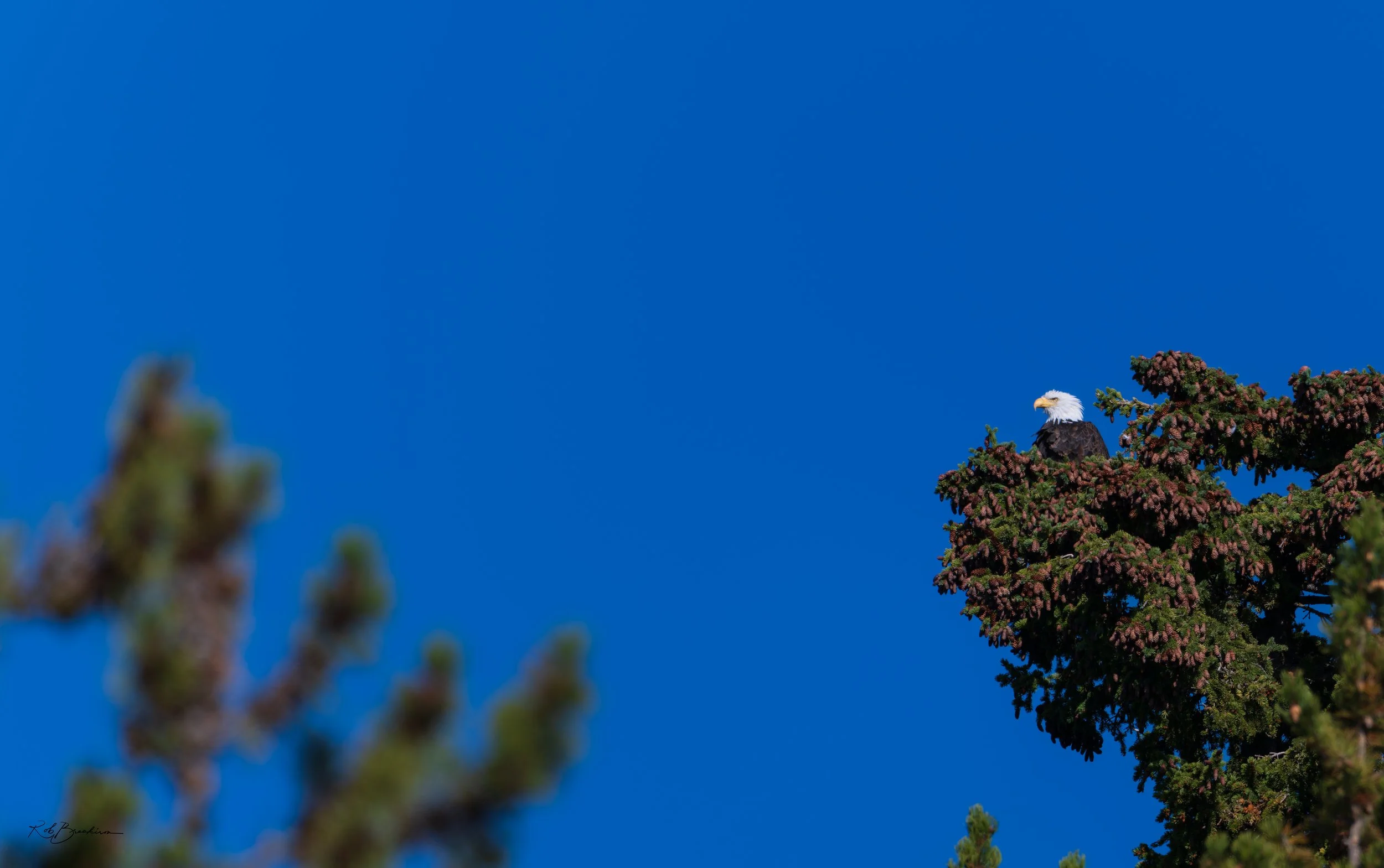 A bald eagle perched on a branch of a pine tree against a bright blue sky.