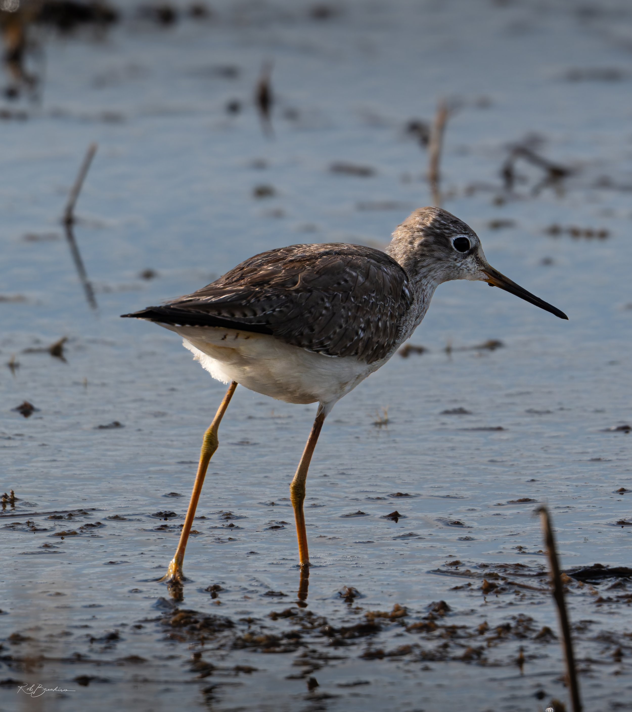 Tringa Walking