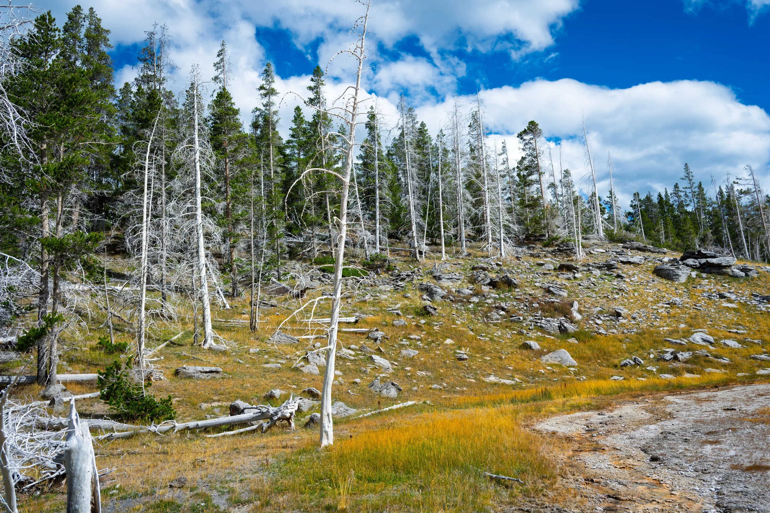 A hillside with sparse grass, rocks, and dead trees in the foreground, and green pine trees in the background under a partly cloudy blue sky.