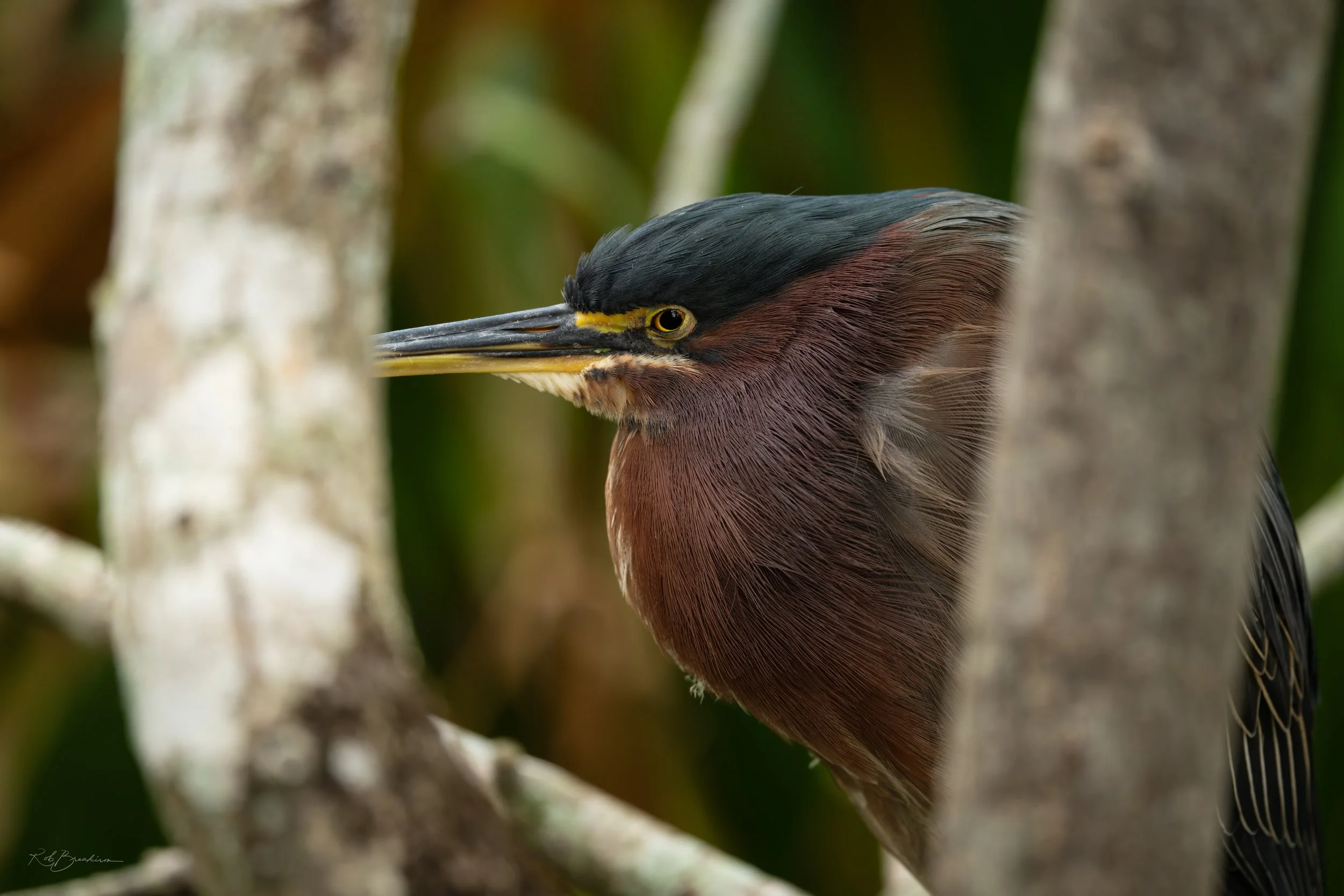 Grumpy Green Heron 
