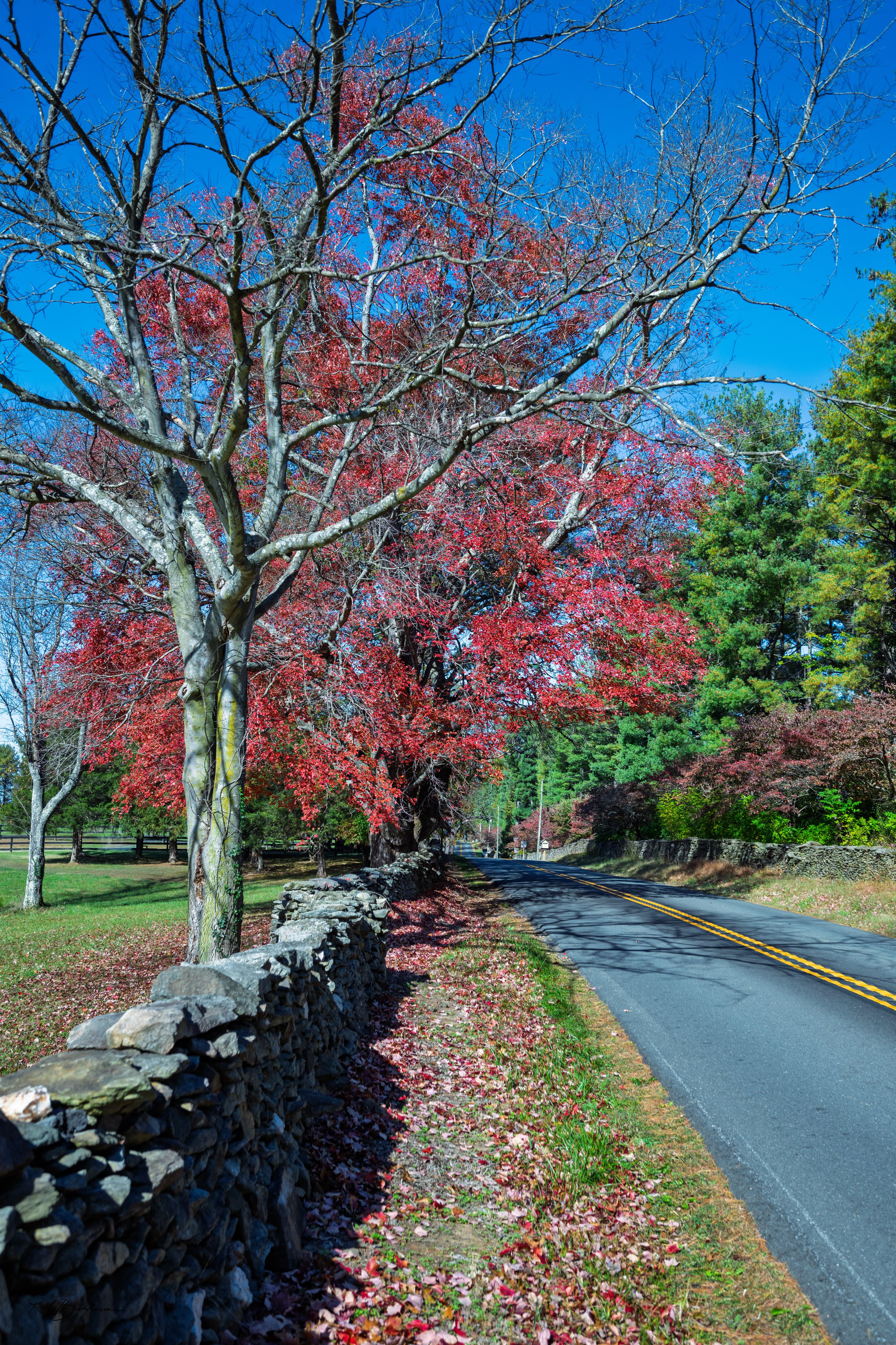 A scenic rural road lined with trees, some with pink blossoms and others with green foliage, a stone wall on the left, and a bright blue sky above.