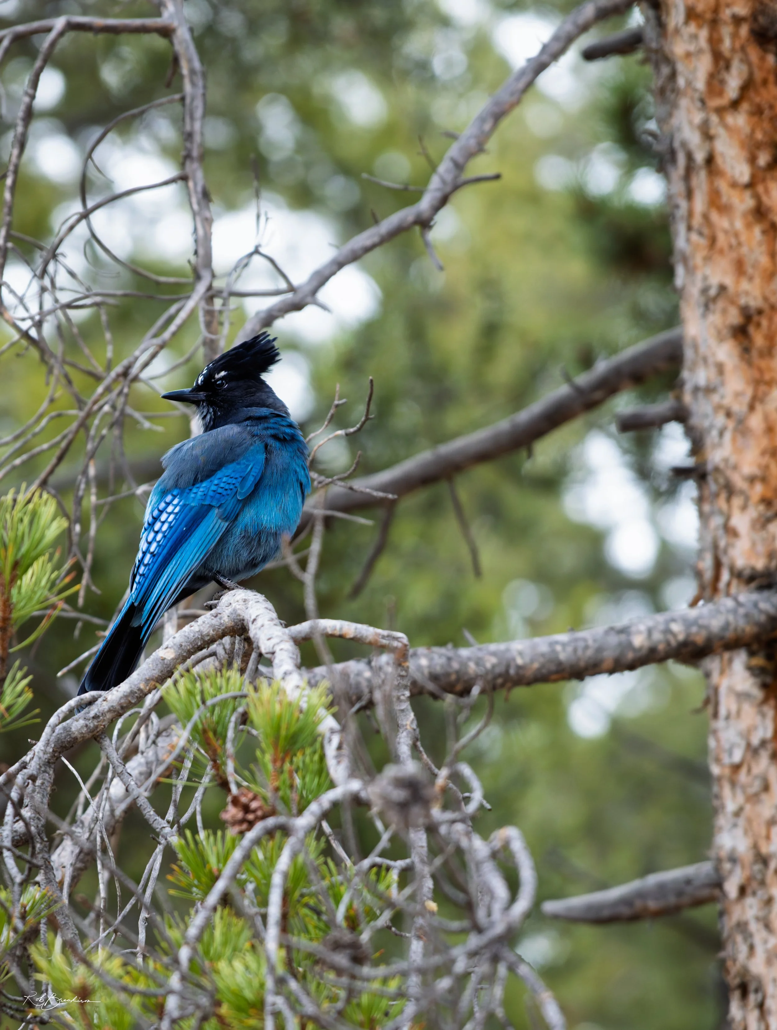 Stellar Jay Posing