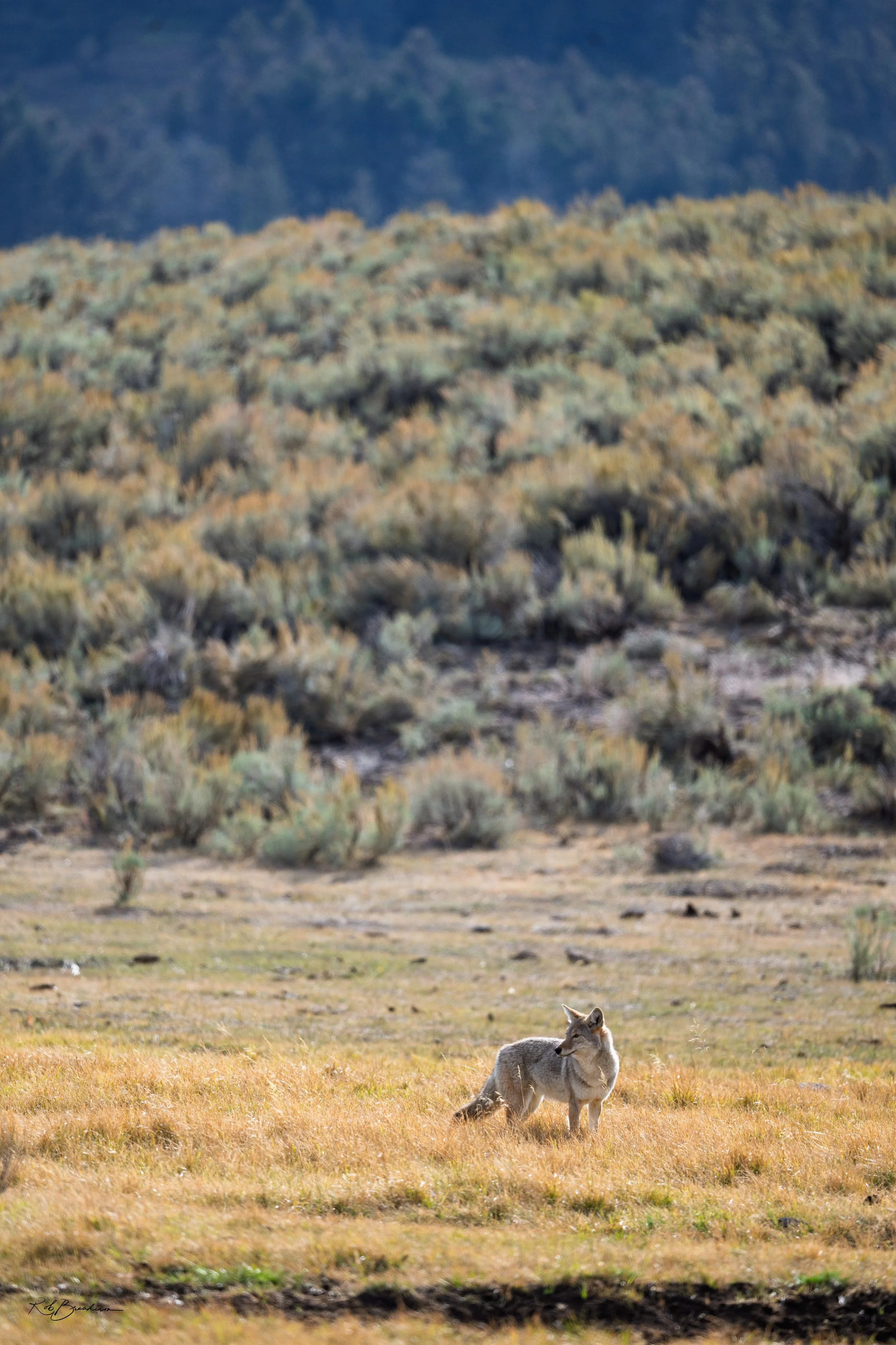 A coyote standing in a grassy field with desert shrubs and hills in the background.