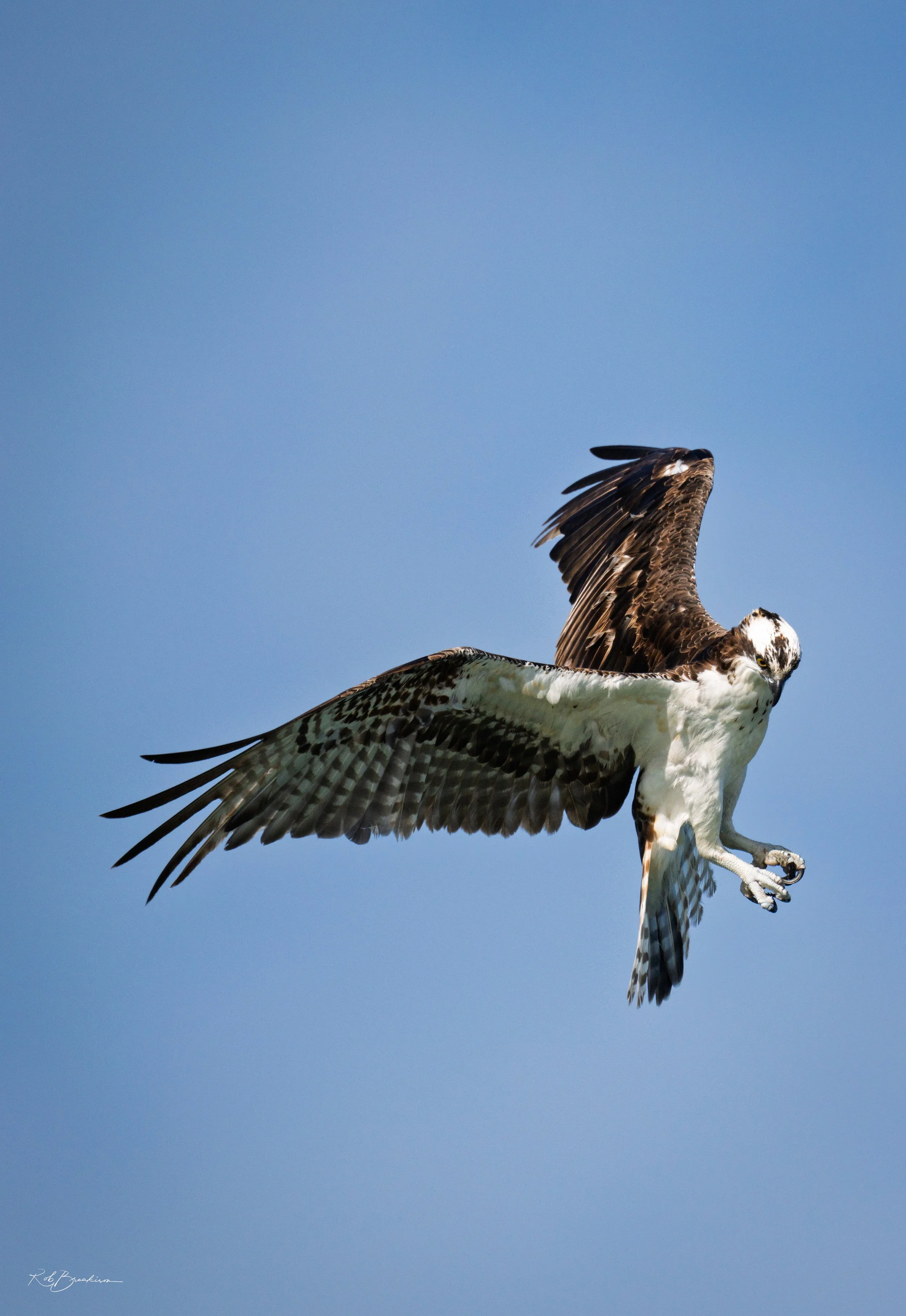 Osprey Attacking