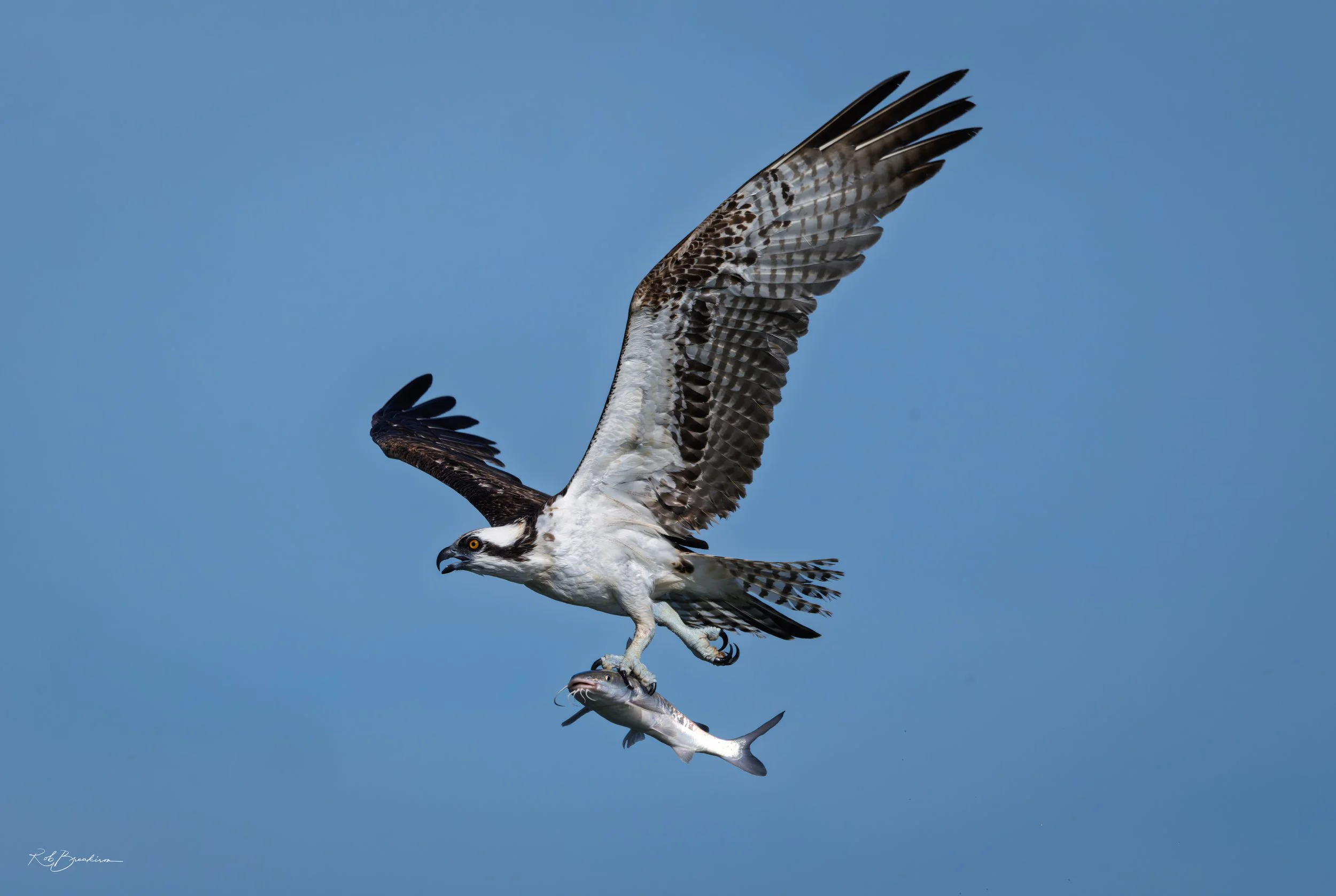 Osprey and Friend