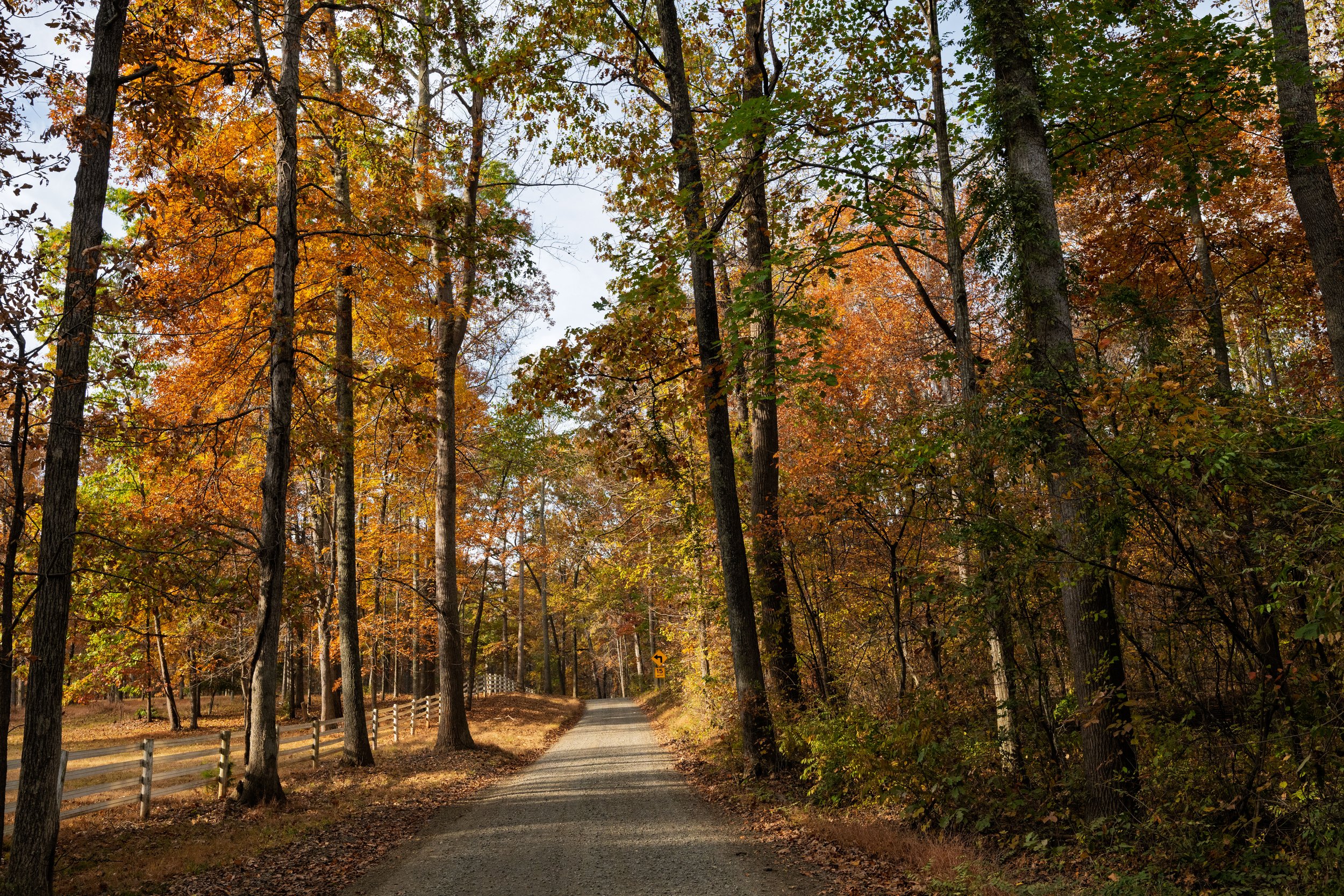 A gravel road winding through a forest with trees displaying fall foliage in shades of orange, yellow, and green. A white wooden fence runs along the left side of the road, and there is a caution sign visible in the distance.