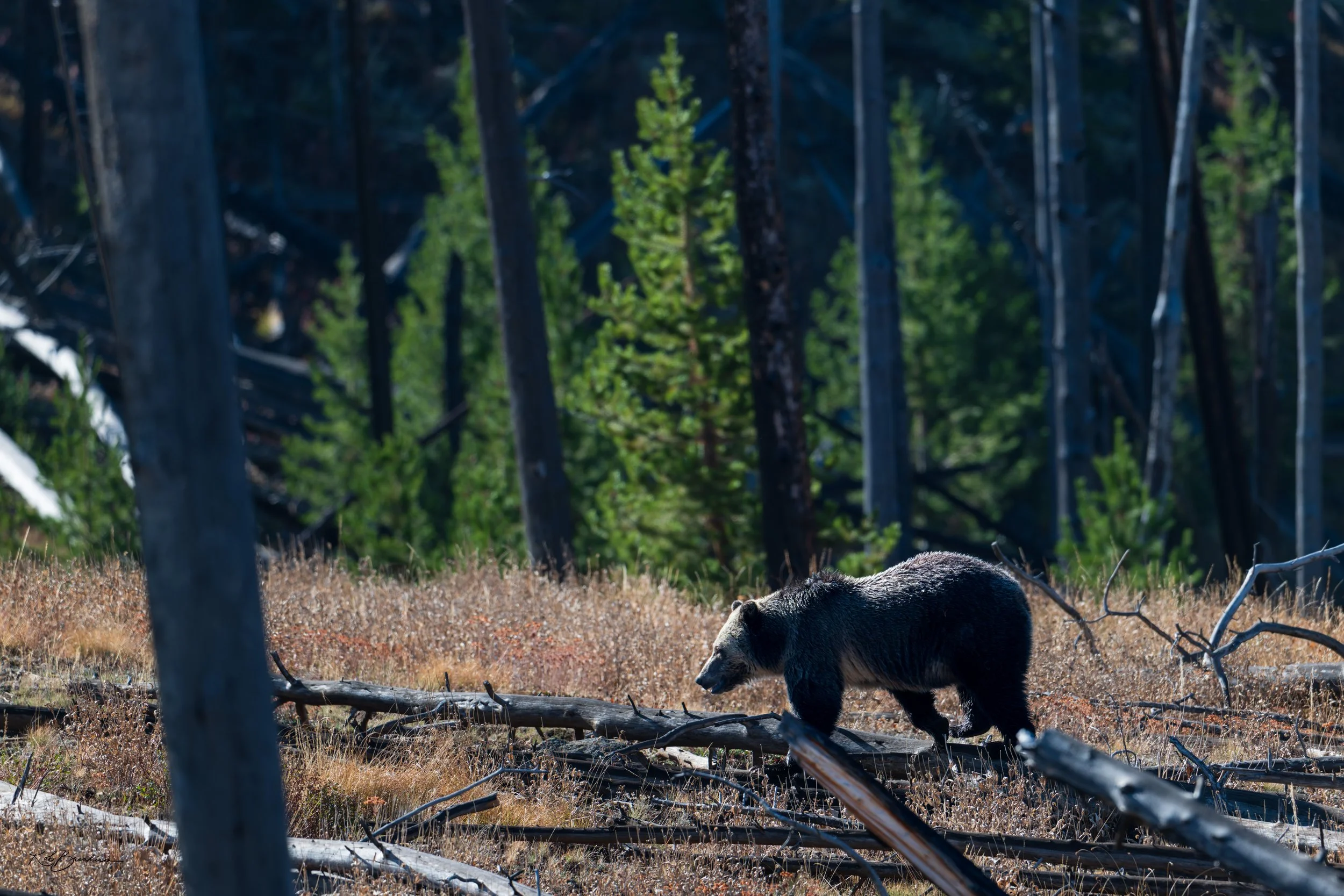 A bear walking through a forest with tall trees and dry grass.