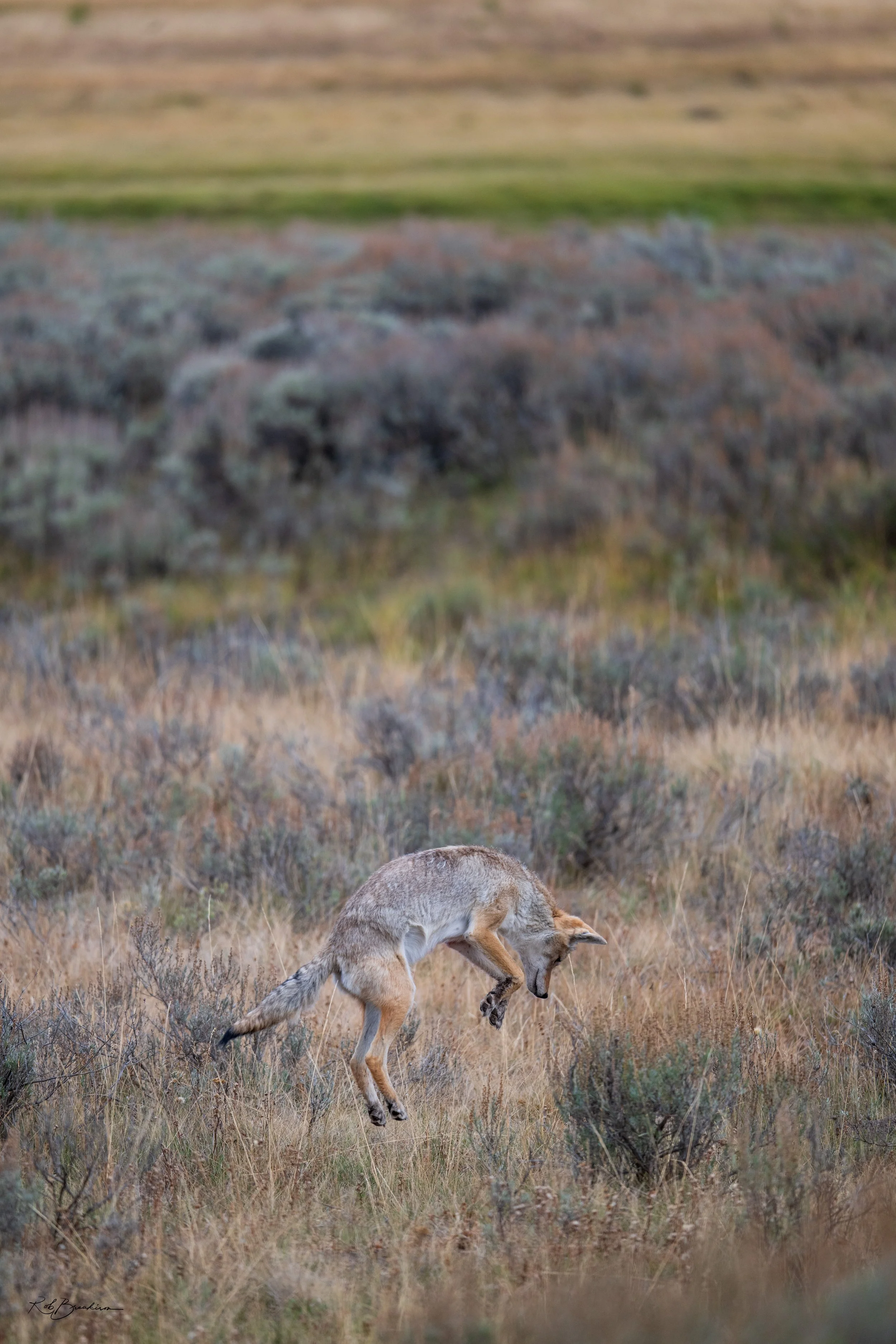 Coyote jumping in a grassy, shrub-covered field with a blurred background of similar terrain.