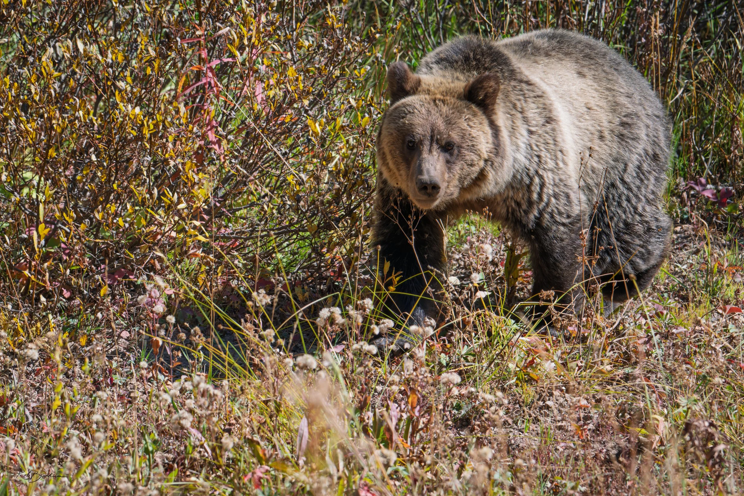 A grizzly bear in a field of tall grass and wildflowers, surrounded by bushes and foliage.