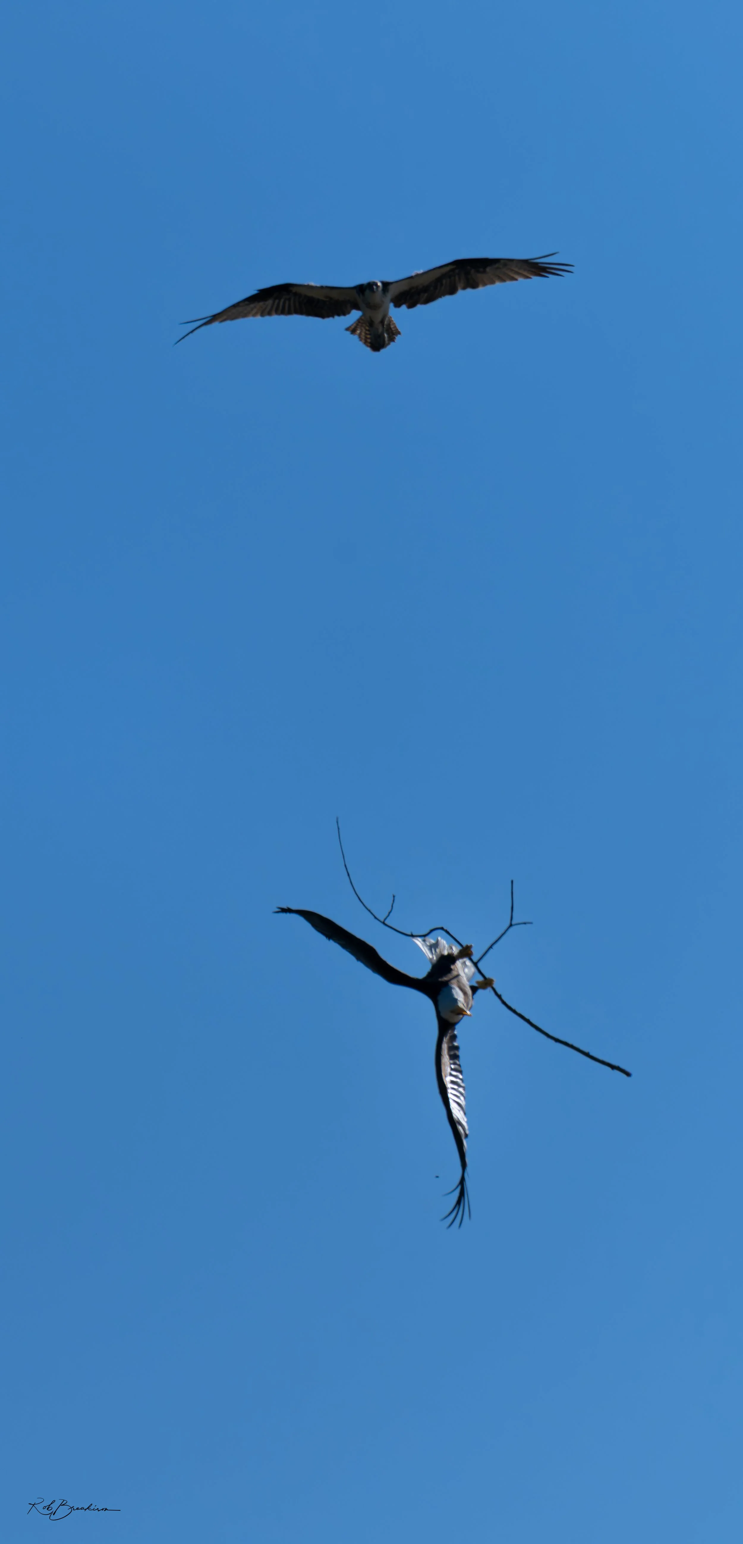 A bird of prey flying in a clear blue sky above a woodpecker perched on a branch.