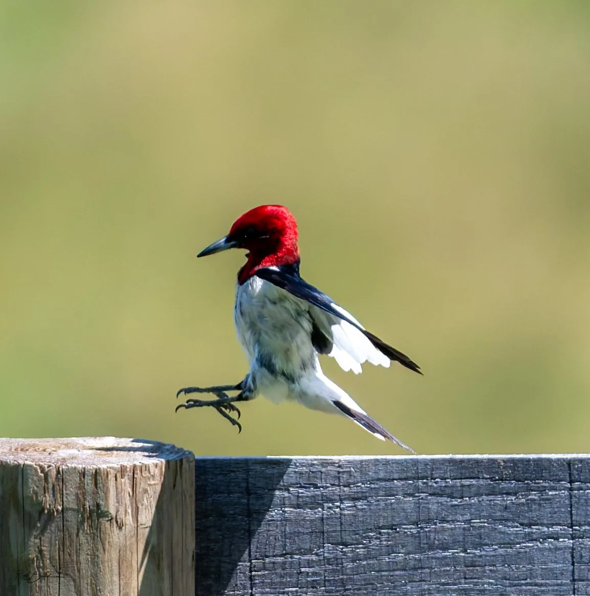 A bird with a red head, gray body, and black wings landing on a wooden post against a blurred green background.