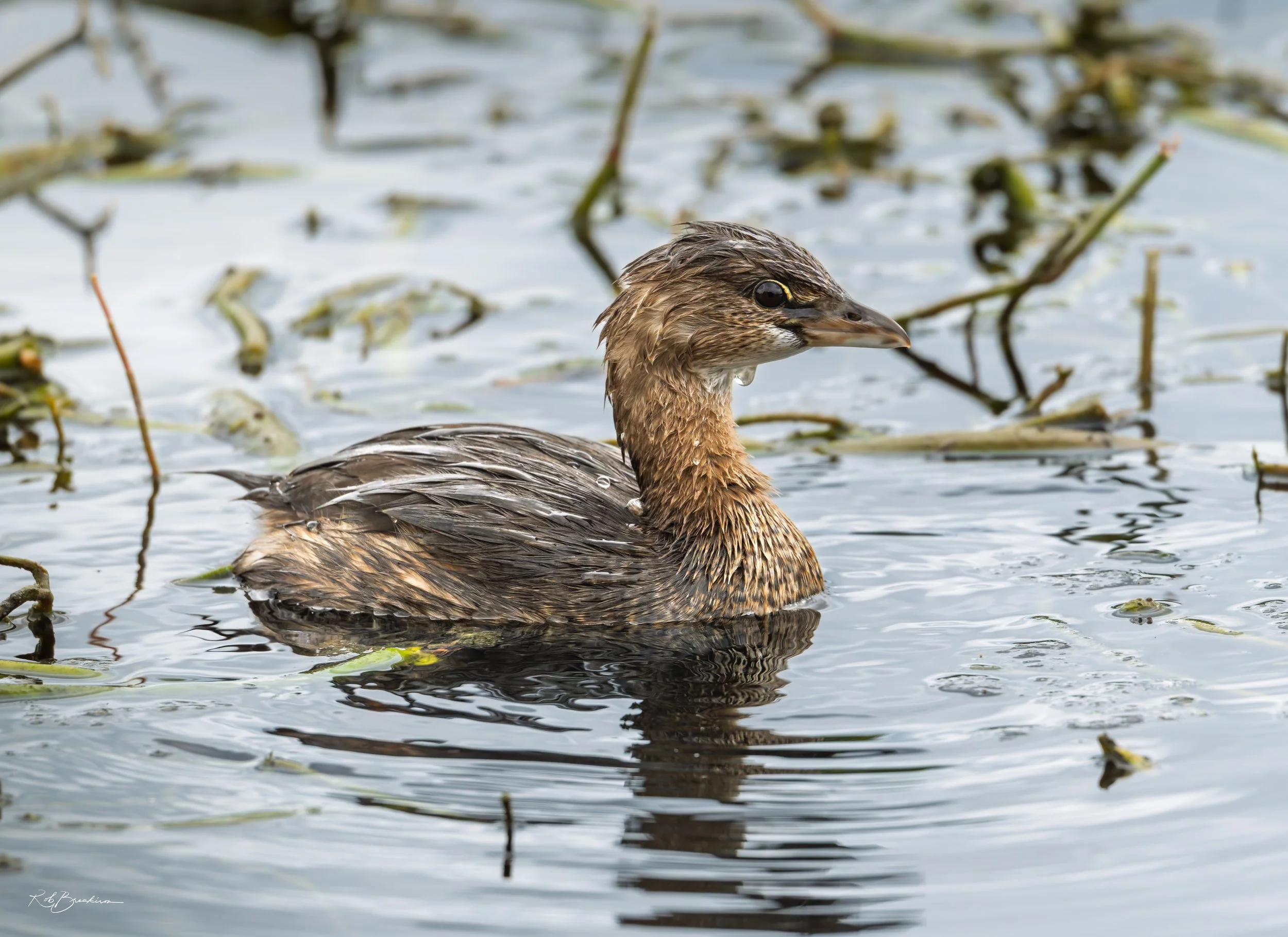 Pied-Billed Grebe Swimming