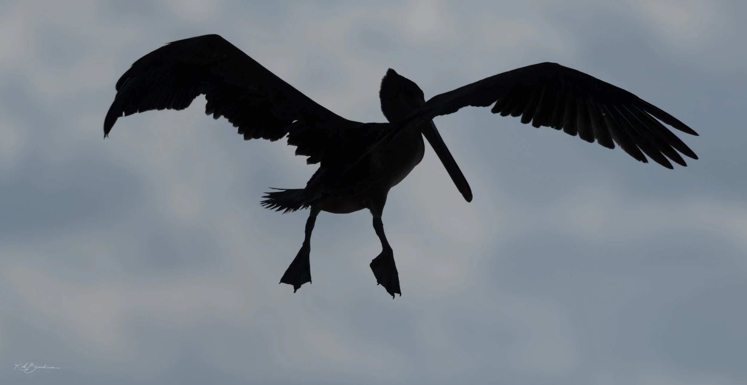 Brown Pelican Landing