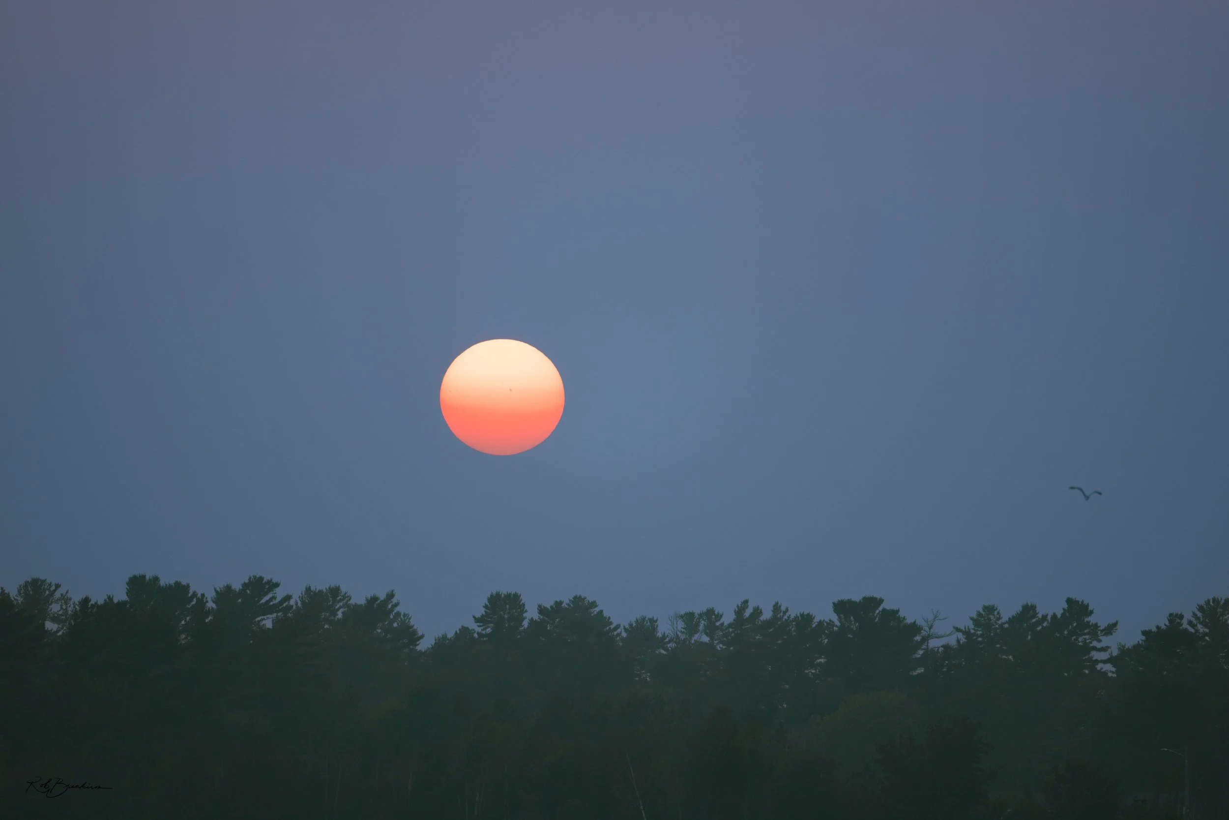 The image shows the sun setting or rising behind a line of trees, with a bird flying in the sky to the right.