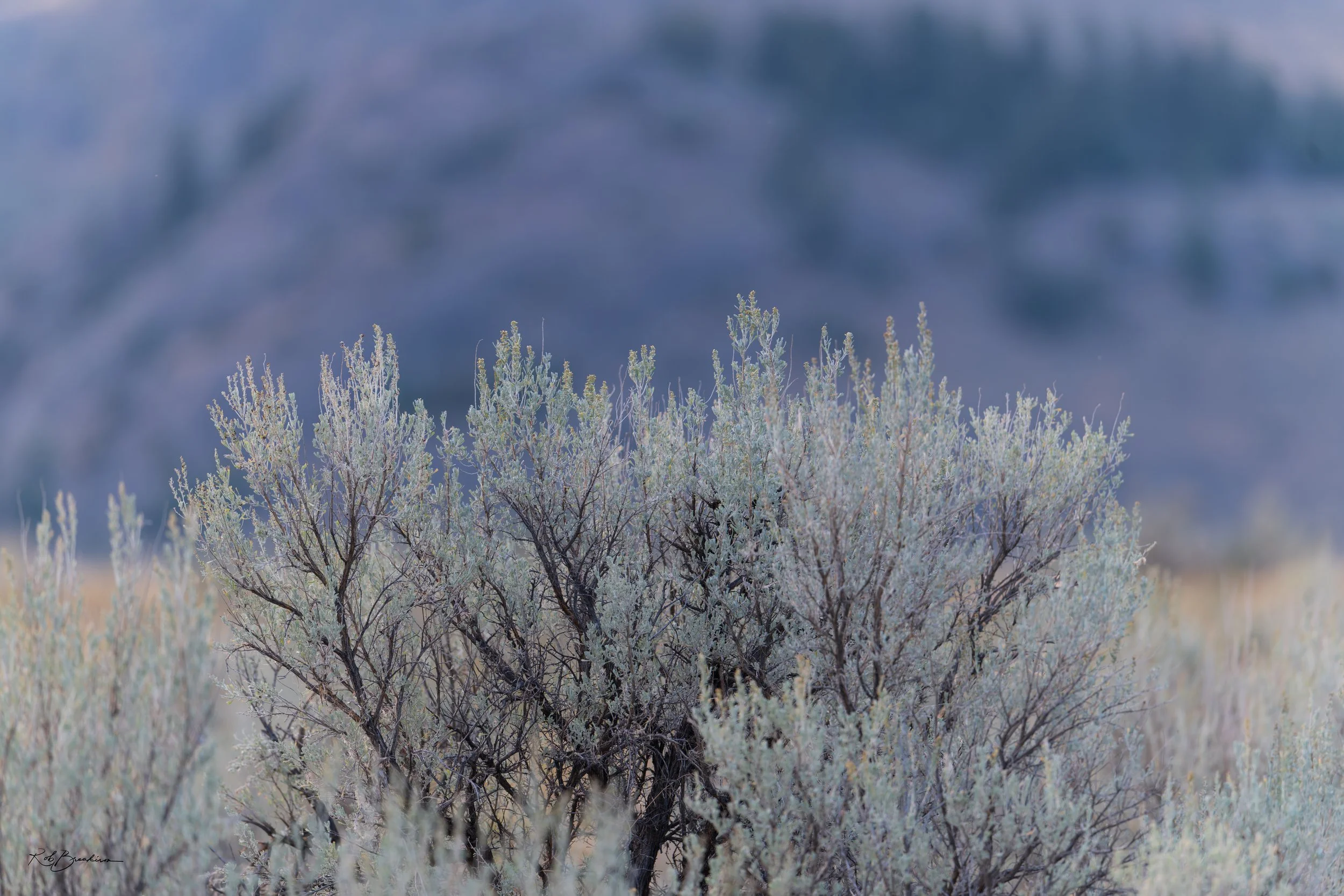 Desert shrubbery with light-colored, frosted or snow-covered branches, set against a blurred mountainous background.