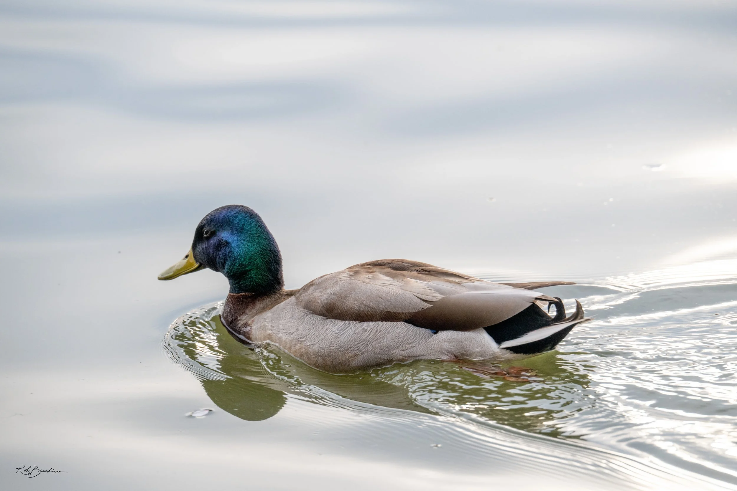 A close-up of a male mallard duck swimming in calm water with a reflective surface.