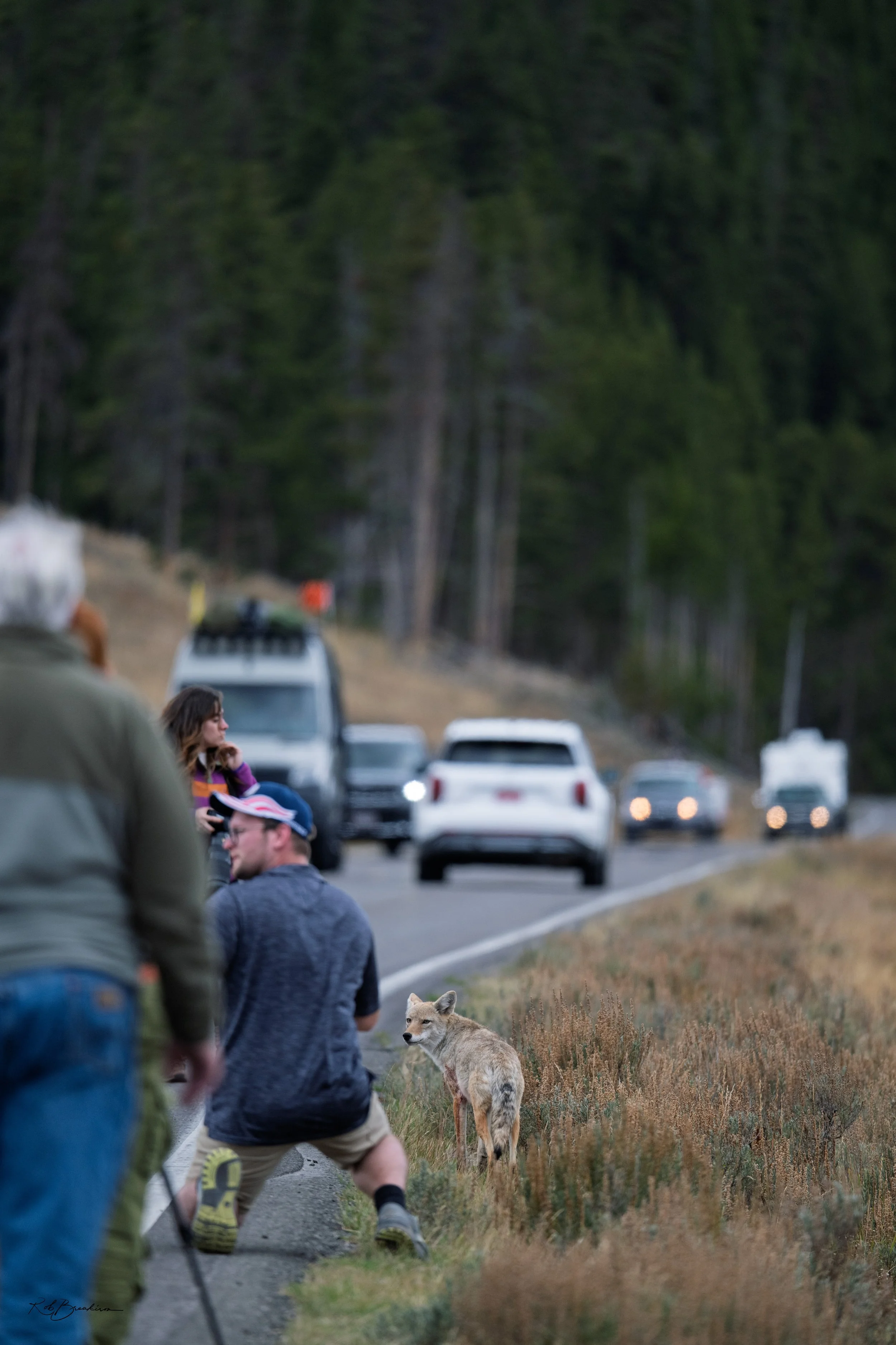 A roadside scene with people taking photographs of a young coyote, amidst cars and a forest background.