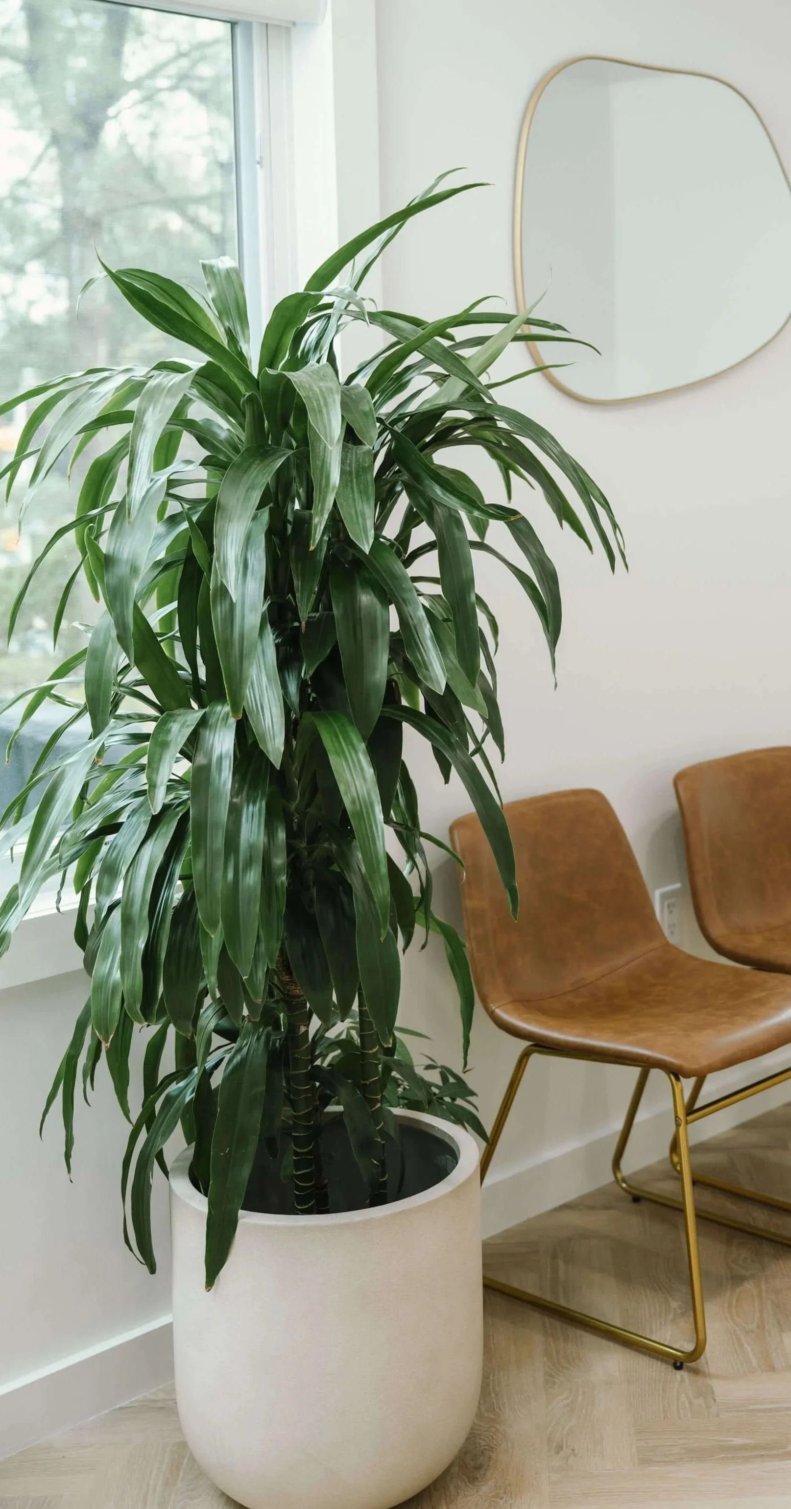 Decorations — Ohana Dental | Dentist in Midland Park, NJ for Family, General & Cosmetic Dentistry