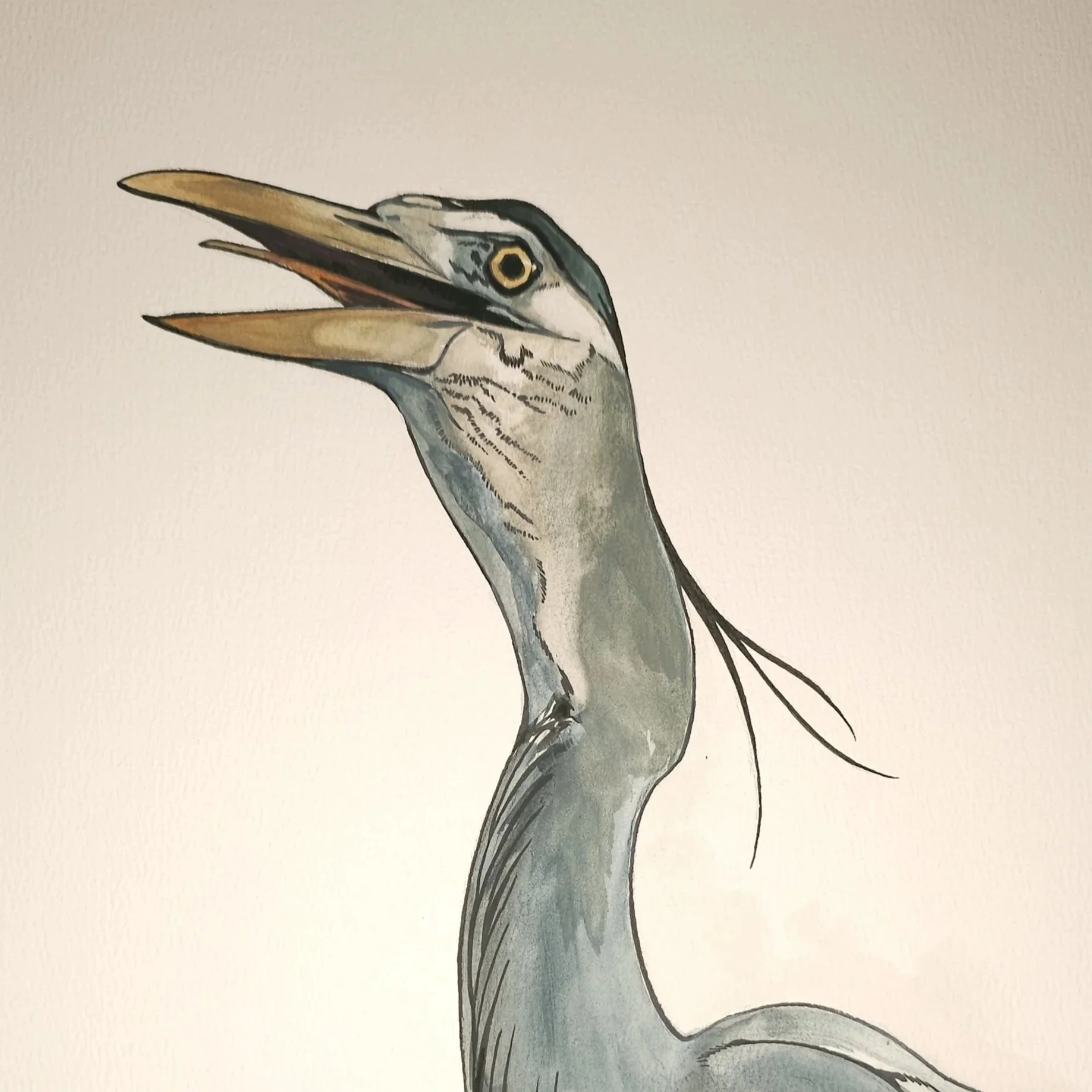 PointeVedreHeron13x24.jpg