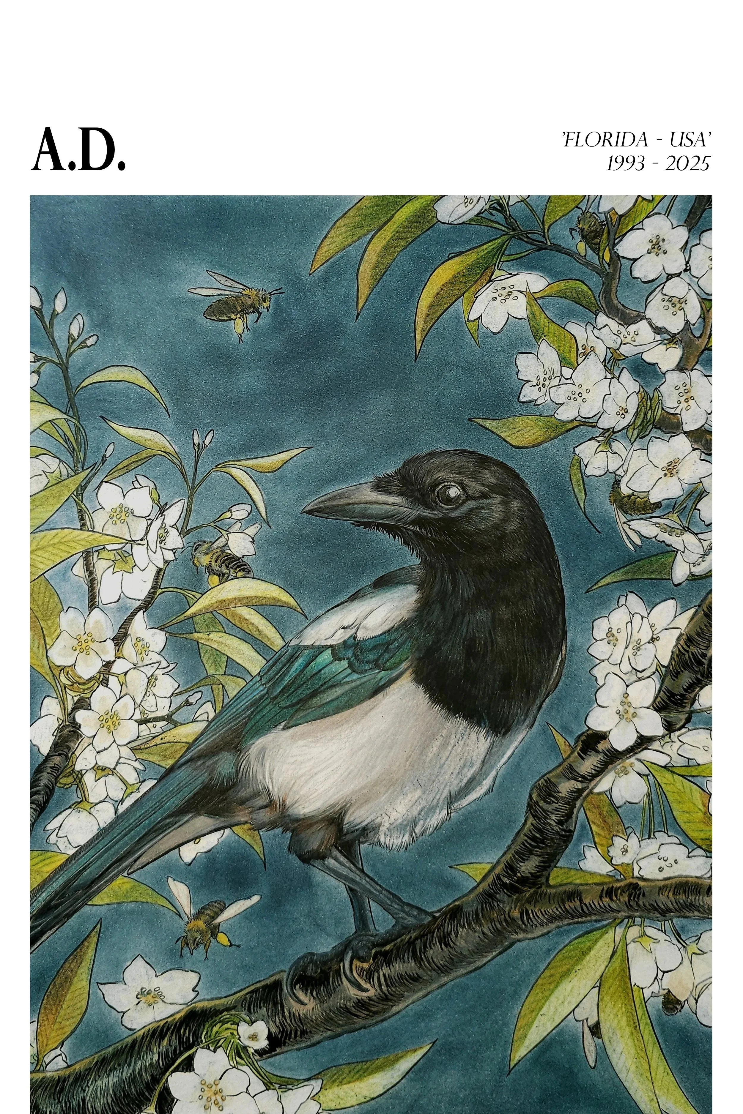 TheMagpieandtheBlossoms13x24.jpg
