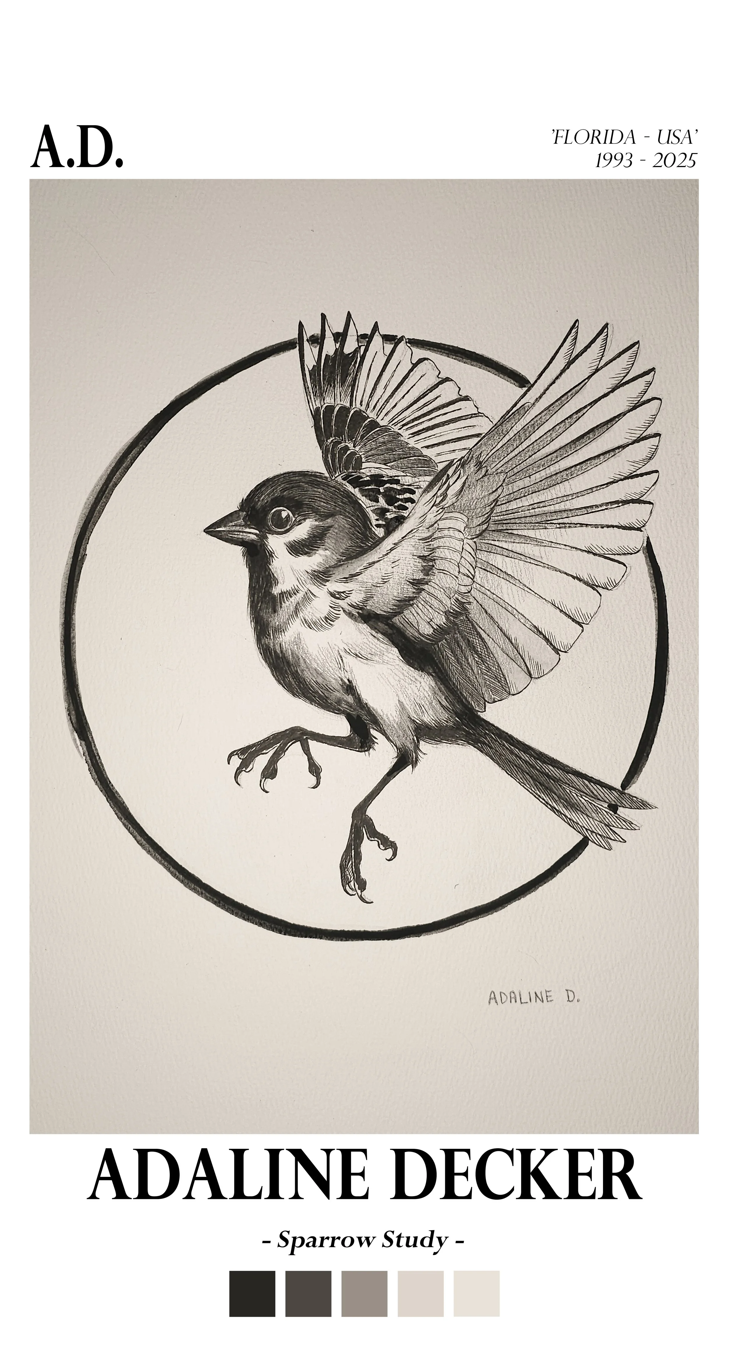 Sparrow Study - Fine Art Print - 13"x24"