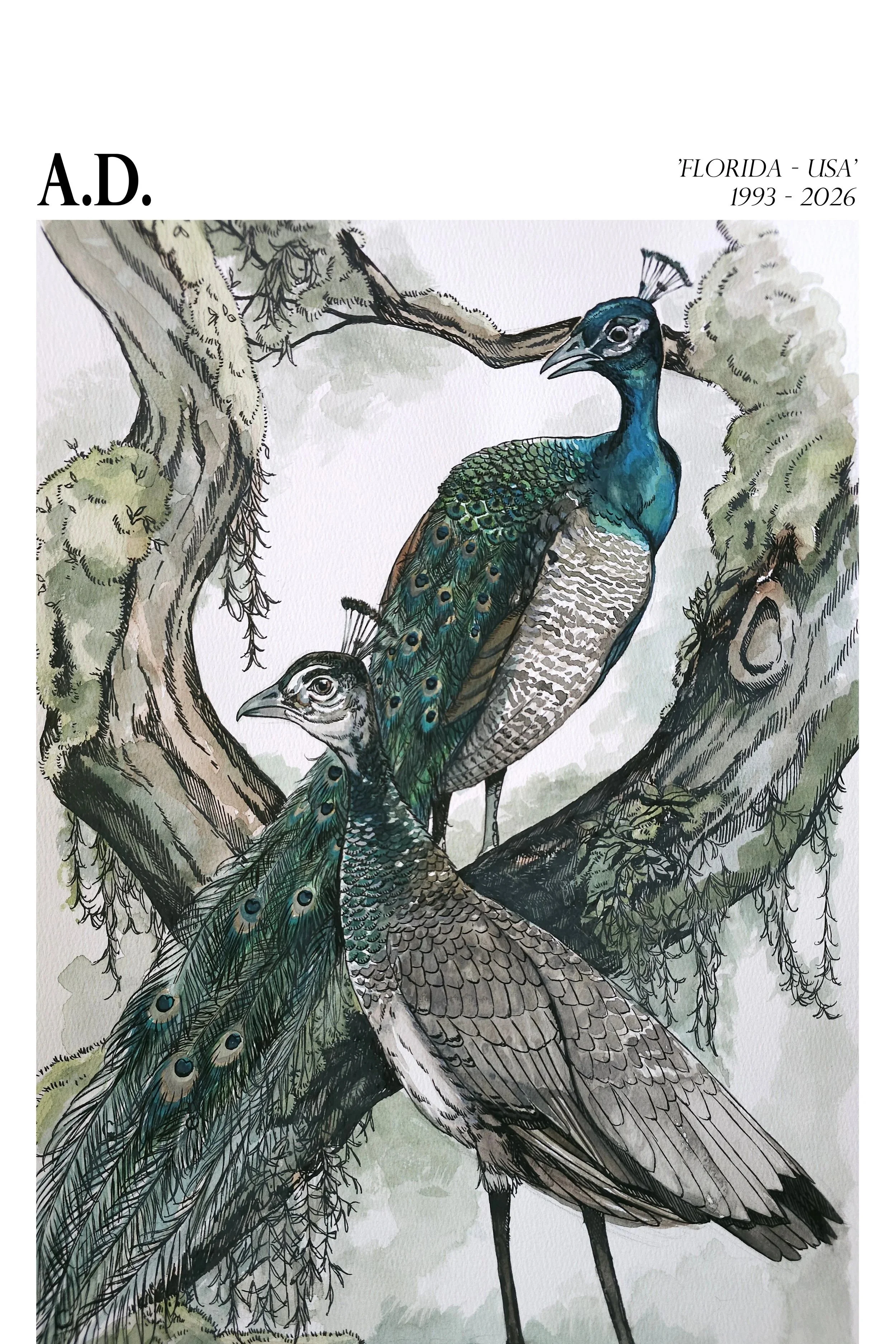 ApopkaPeacocks13x24.jpg