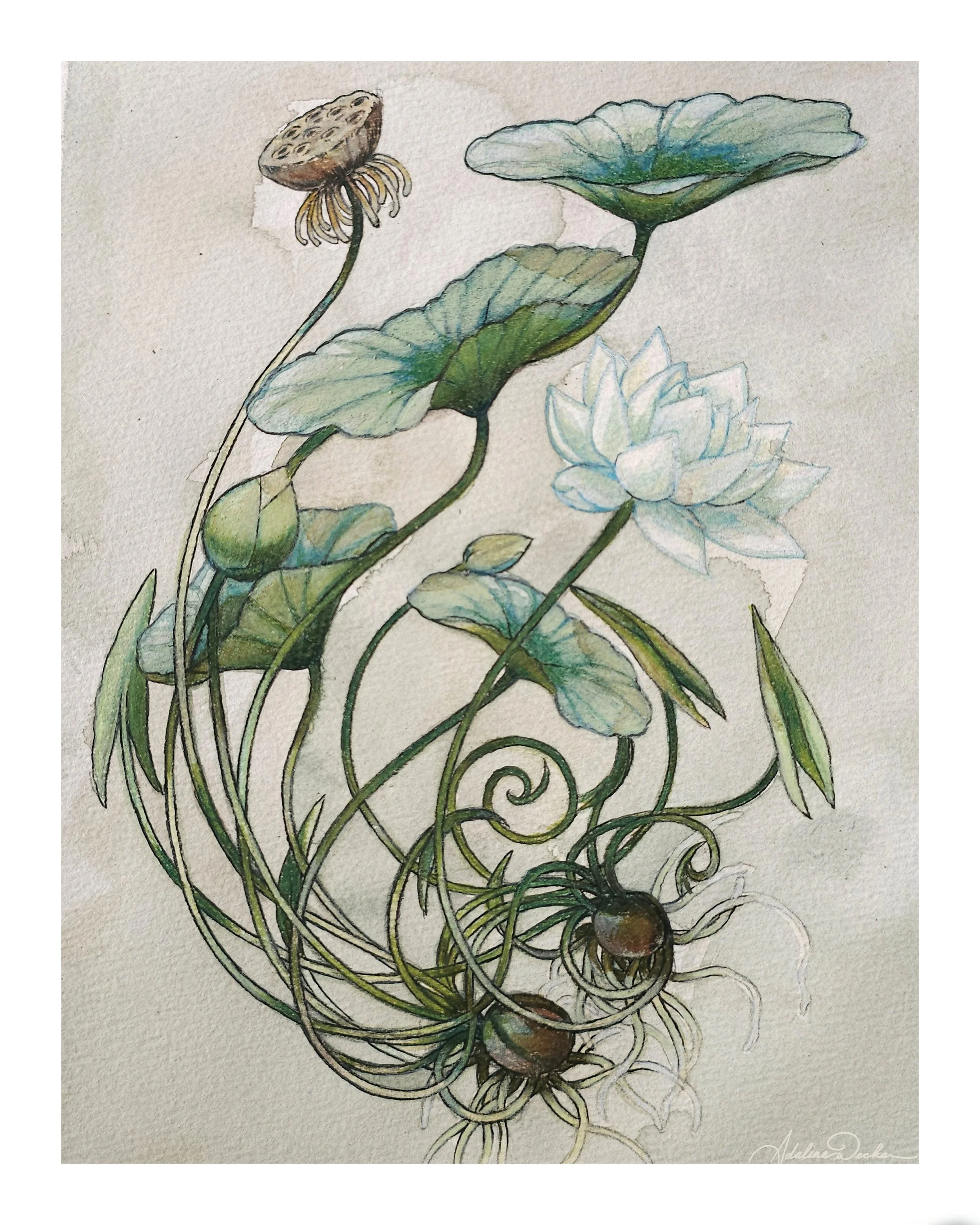 "Nelumbo Nucifera - Sacred Lotus - No. 001" Fine Art Print