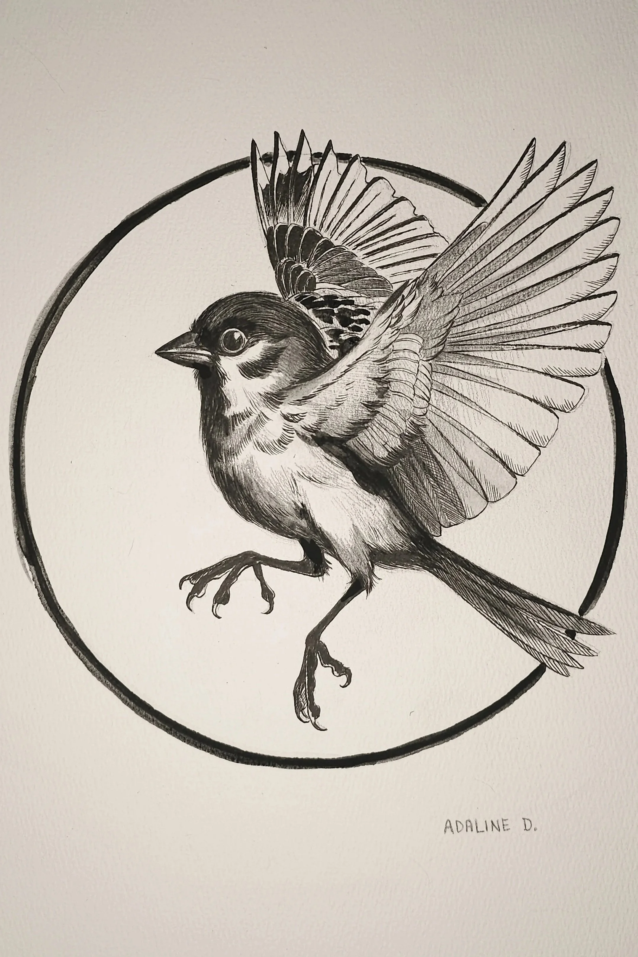 SparrowStudy13x24.jpg