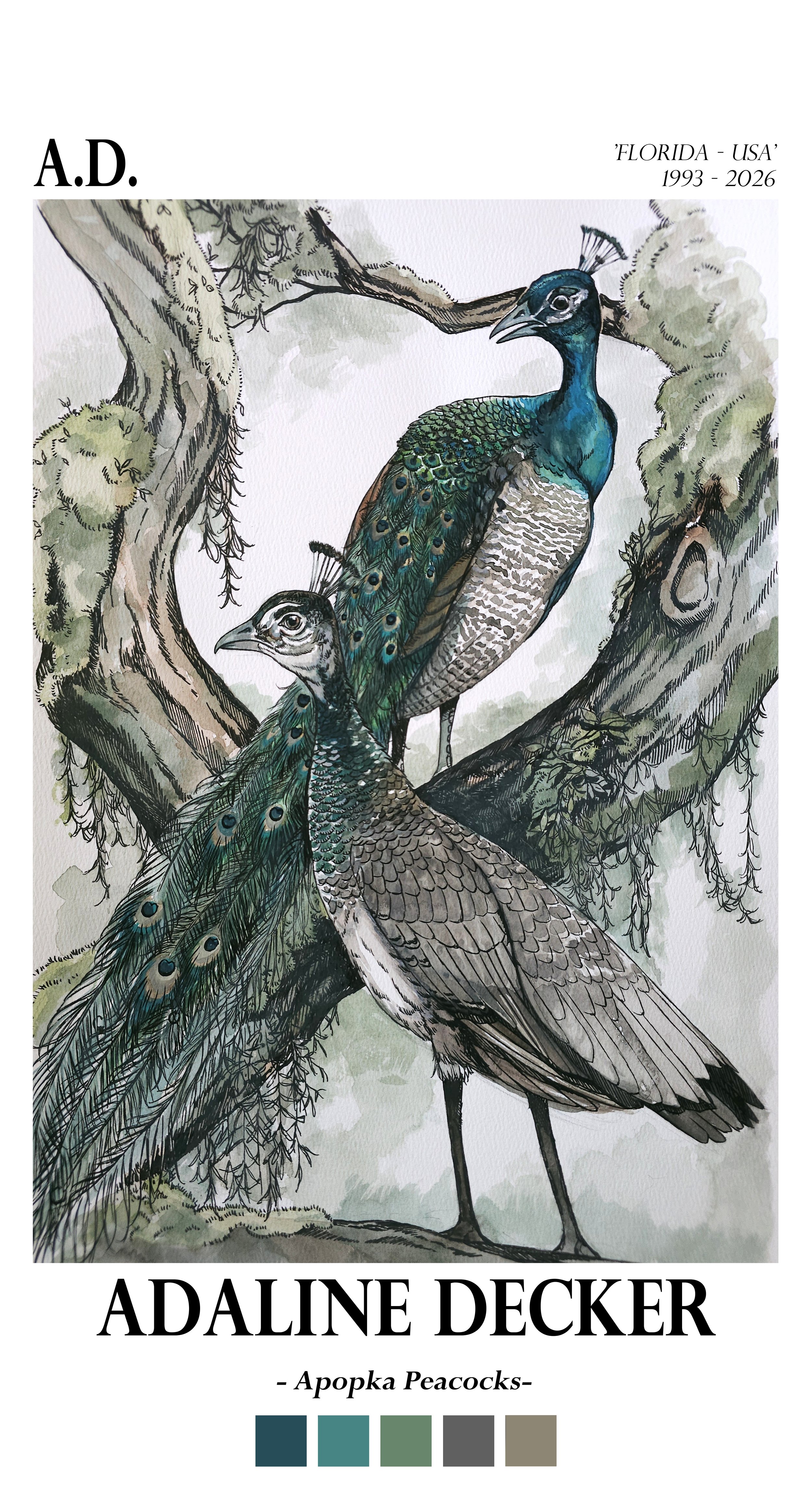 Apopka Peacocks - Fine Art Print - 13"x24"