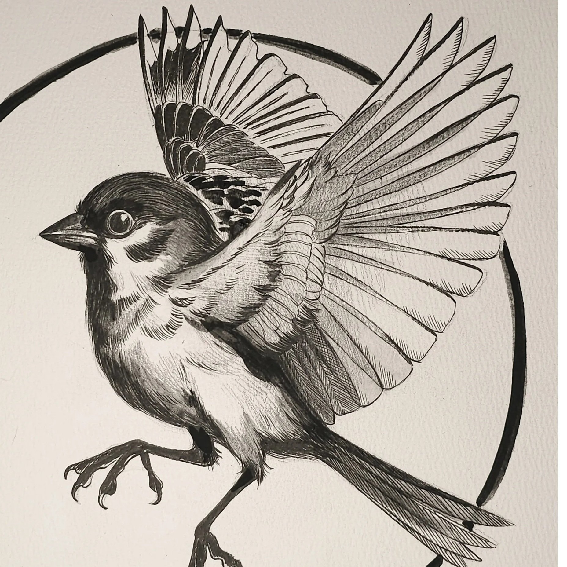 SparrowStudy13x24.jpg
