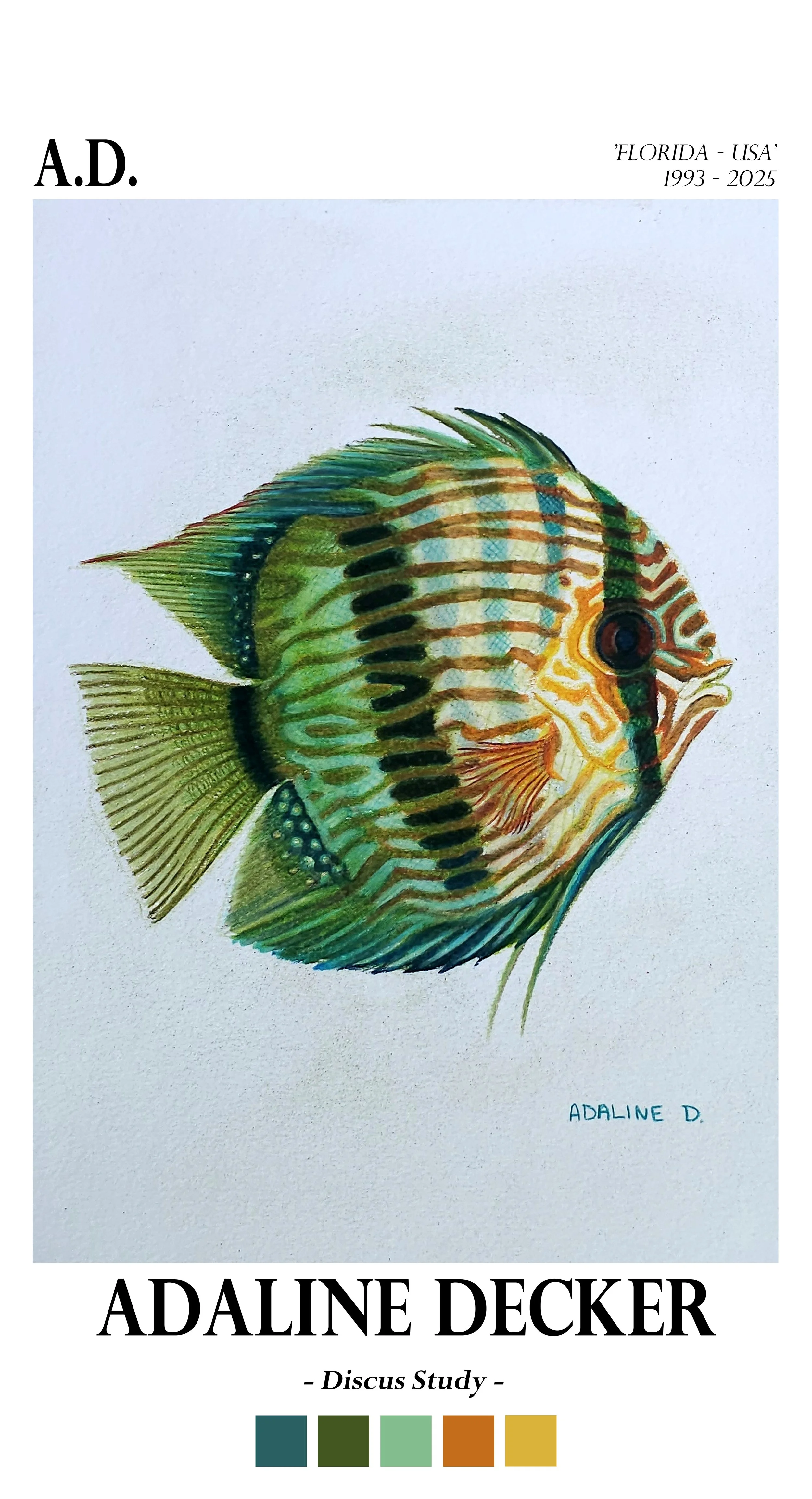 Discus Study - Fine Art Print - 13"x24"