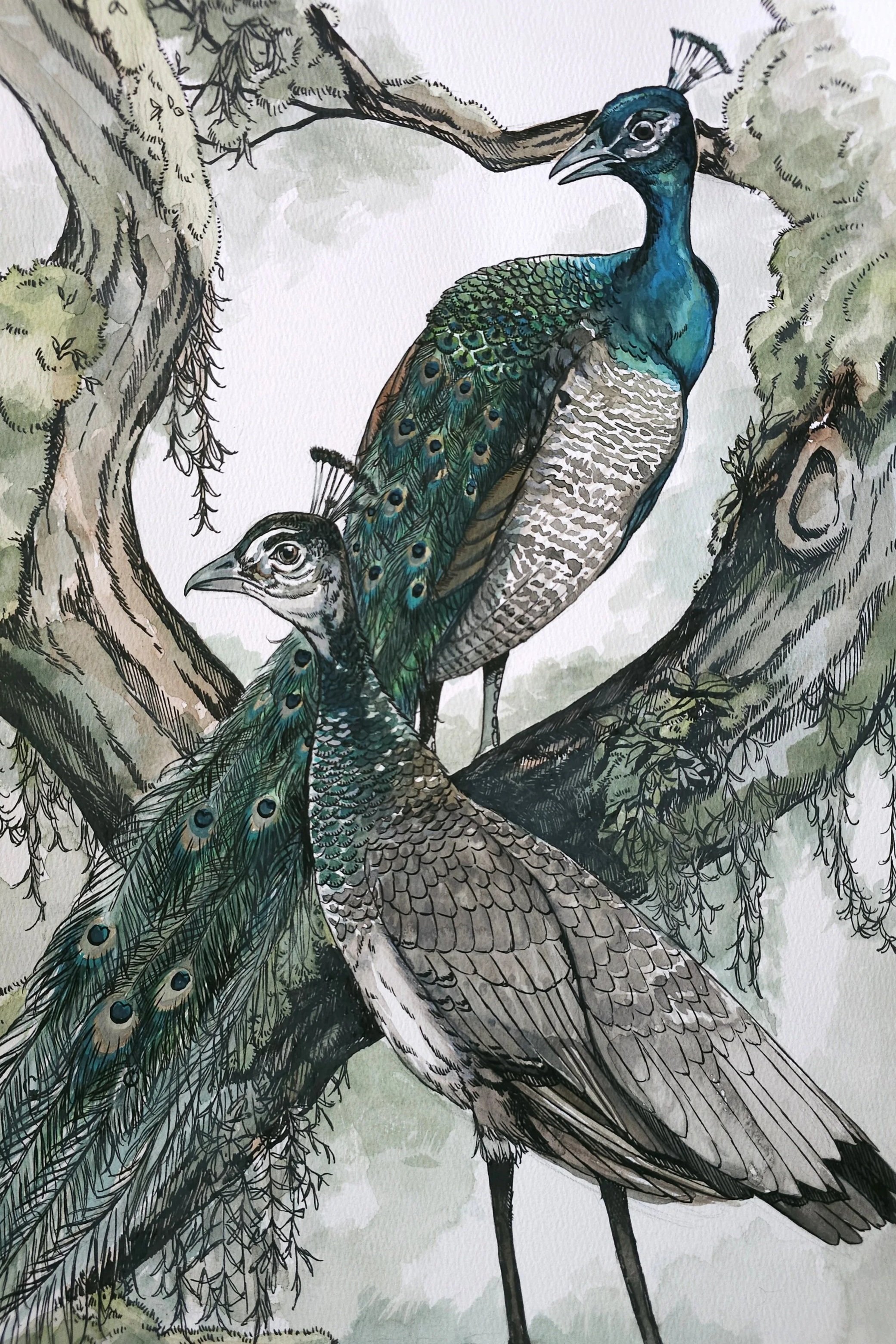 ApopkaPeacocks13x24.jpg