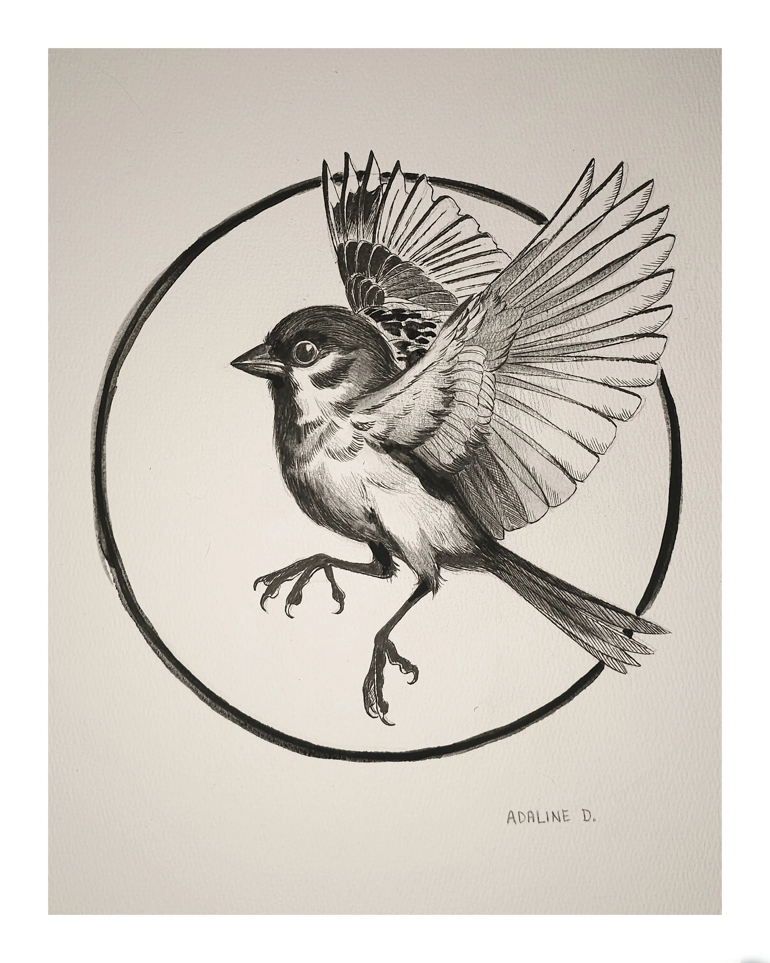 SparrowStudyStandard16x20.jpg