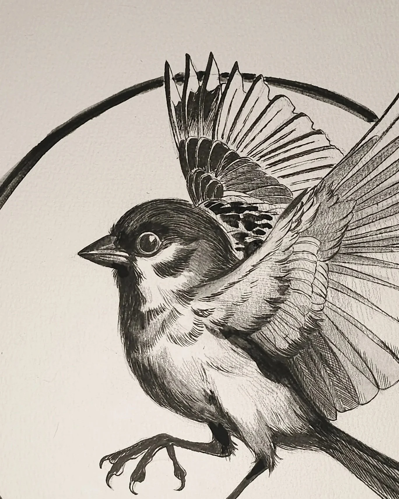 SparrowStudyStandard16x20.jpg