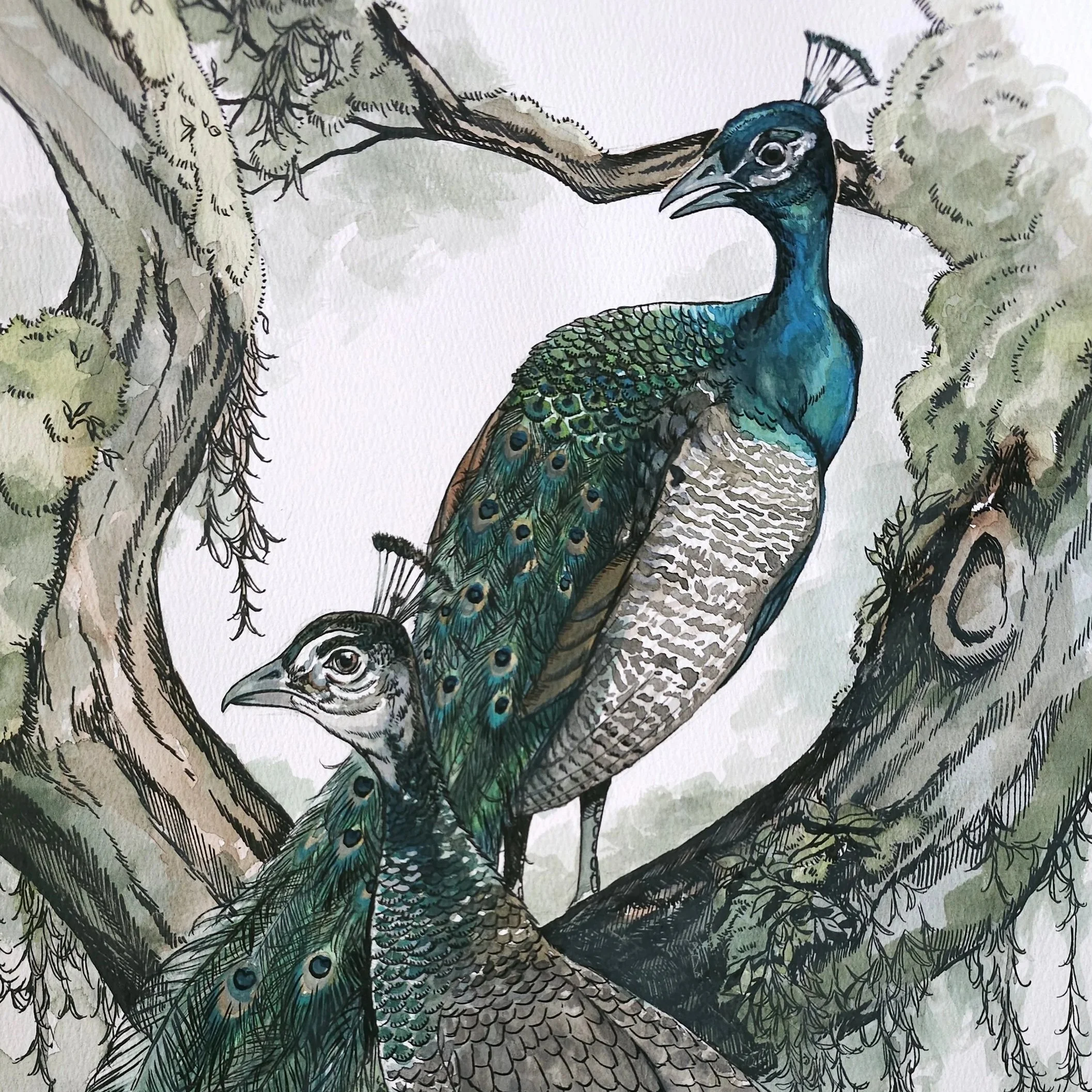 ApopkaPeacocks13x24.jpg