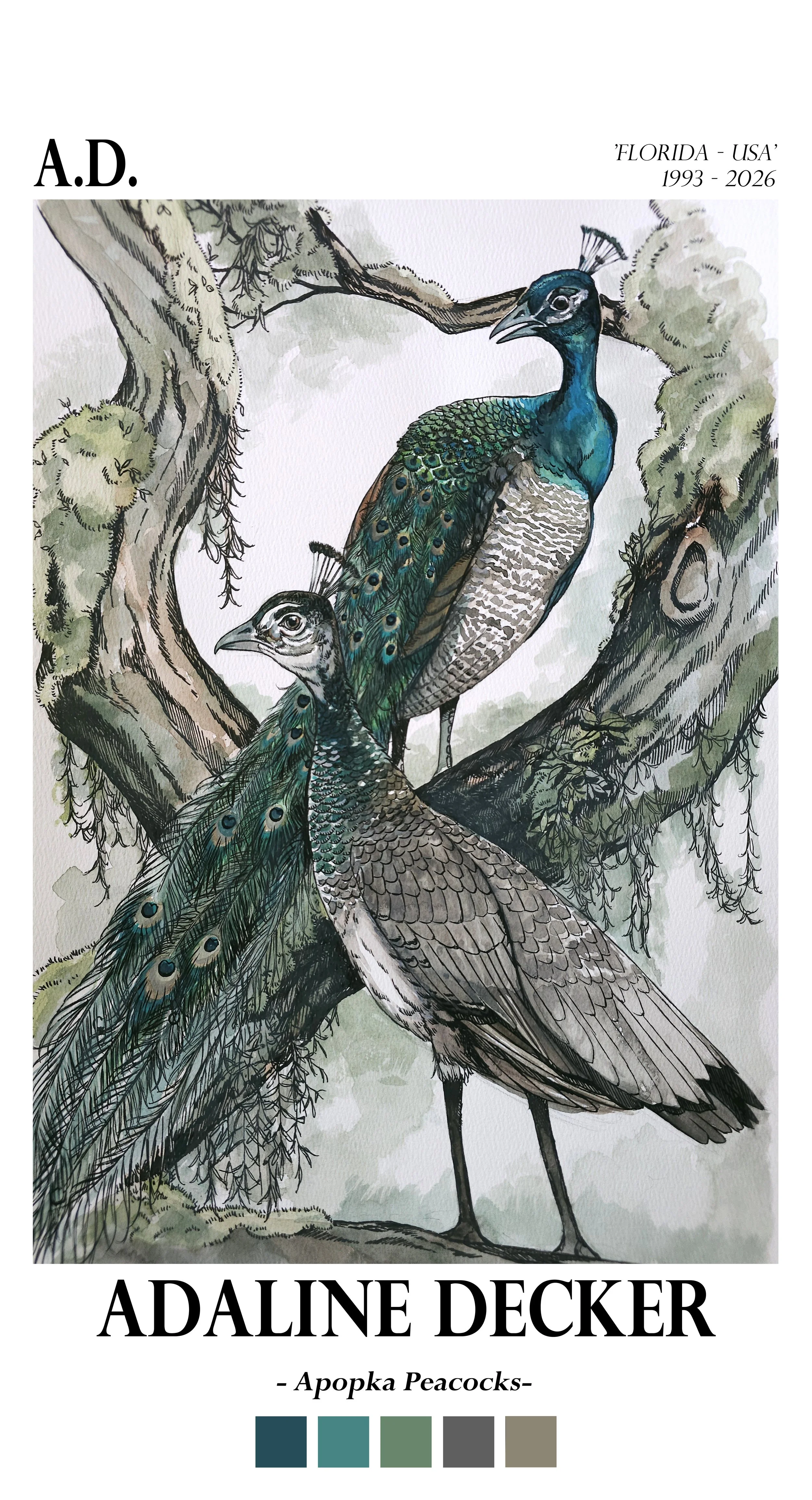 ApopkaPeacocks13x24.jpg